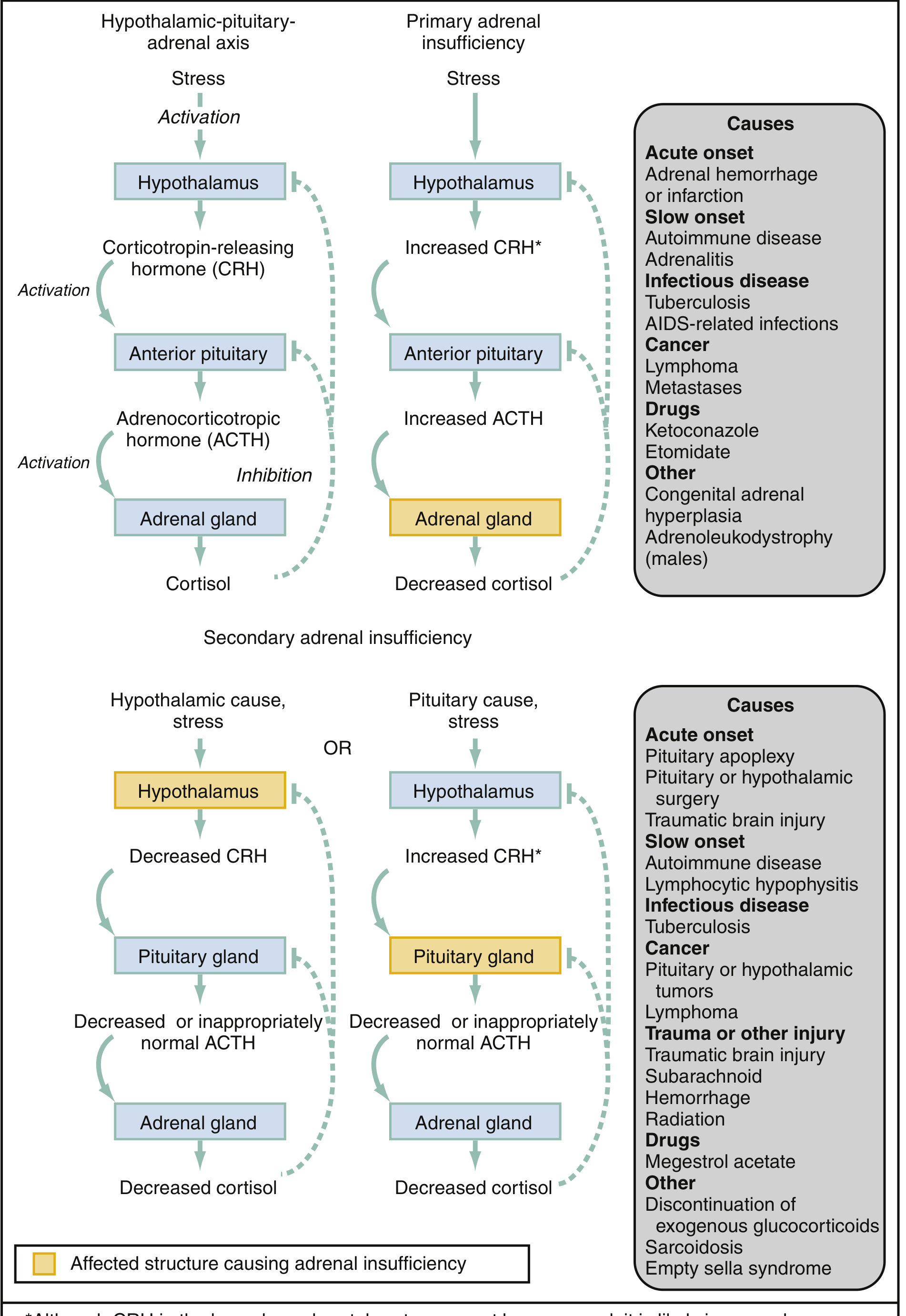 HPA axis and causes of adrenal insufficiency