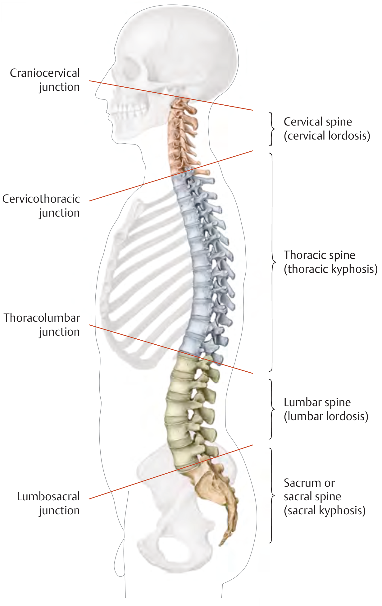 Spinal column anatomy showing lumbar lordosis and lumbosacral junction