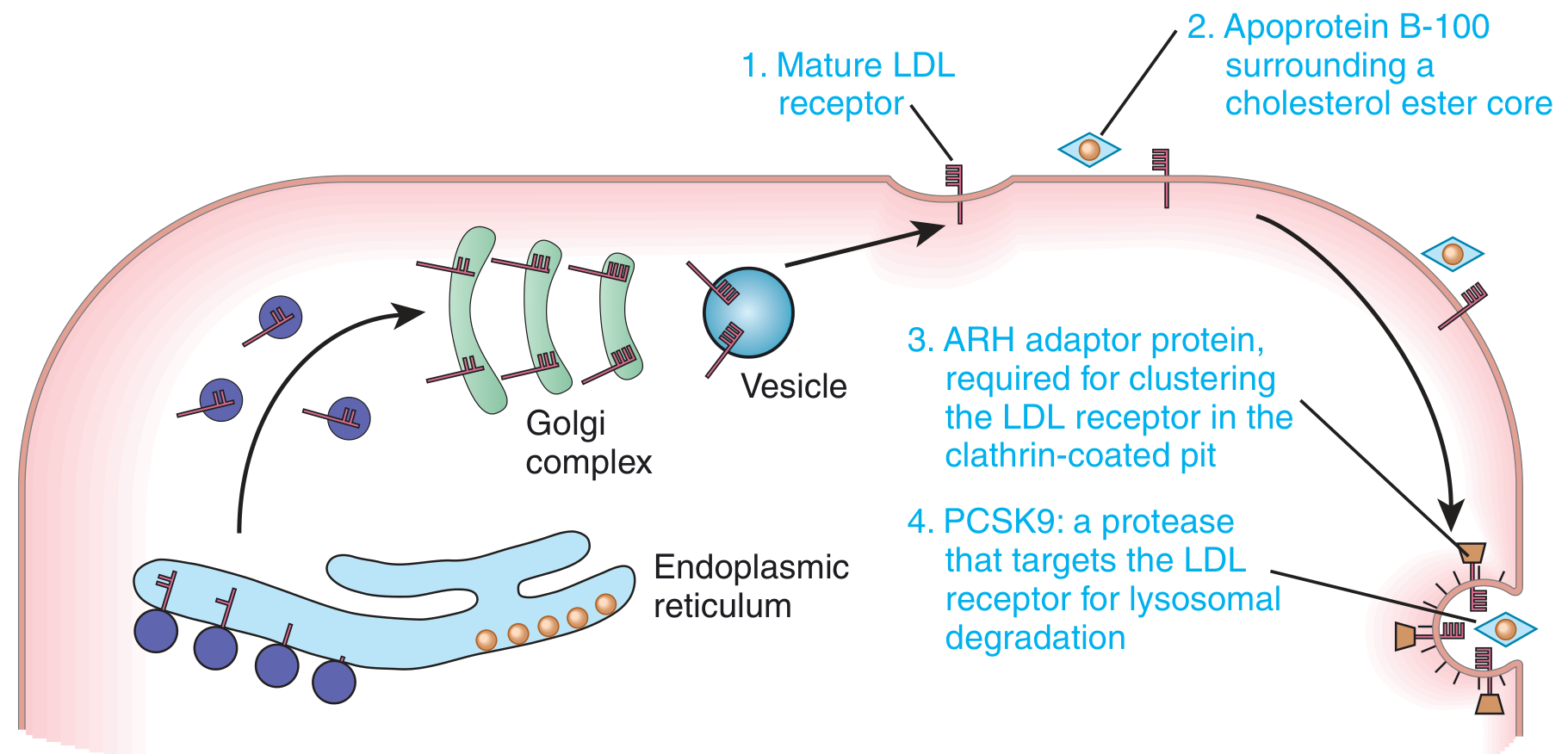 LDL Receptor Pathway showing mature LDL receptor, ApoB-100, ARH adaptor protein, and PCSK9 protease