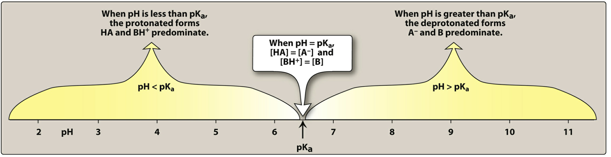pH vs pKa diagram showing that when pH < pKa, protonated forms HA and BH+ predominate; when pH > pKa, deprotonated forms A- and B predominate; when pH = pKa, both forms are equal