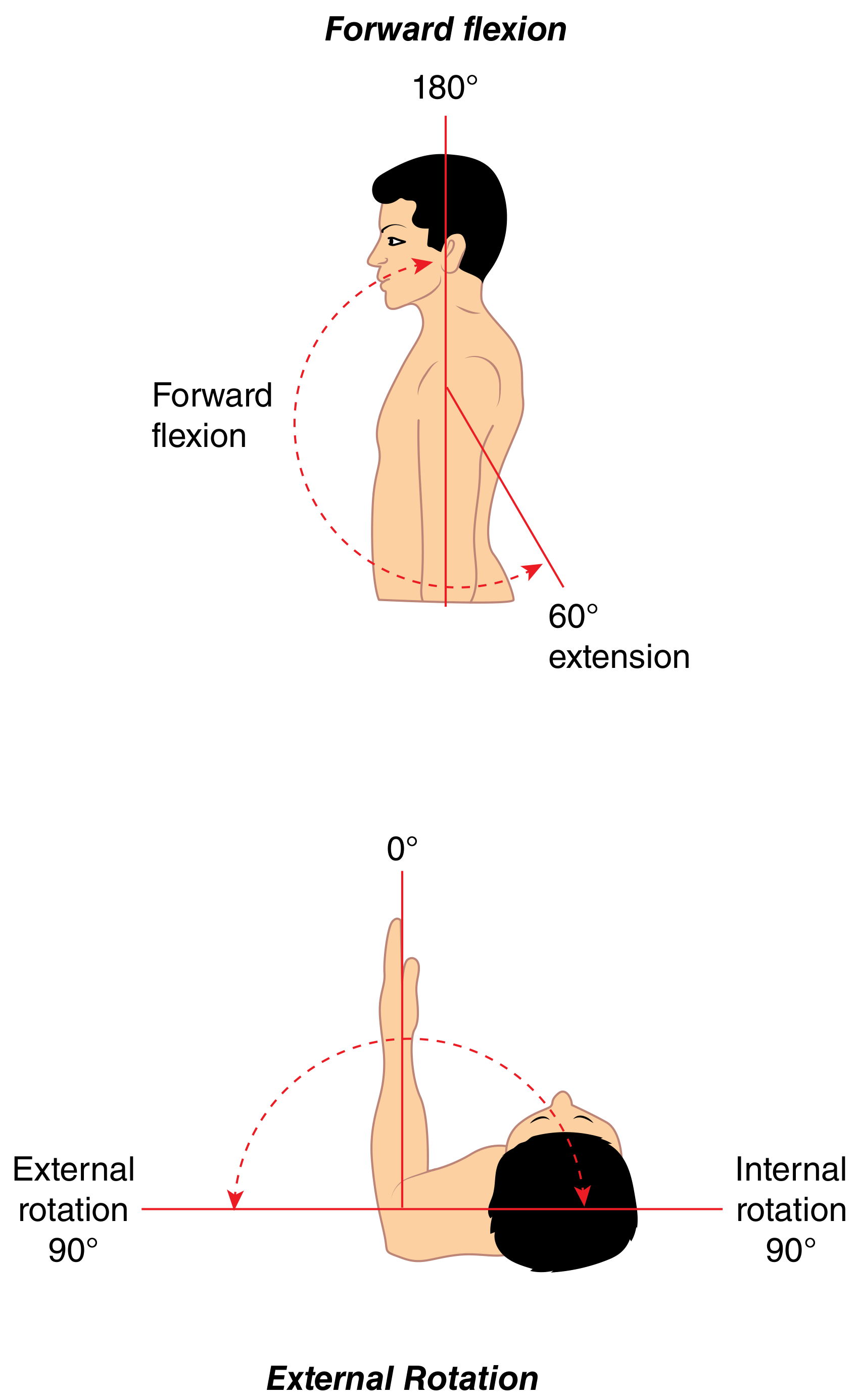 Normal shoulder range of motion diagram