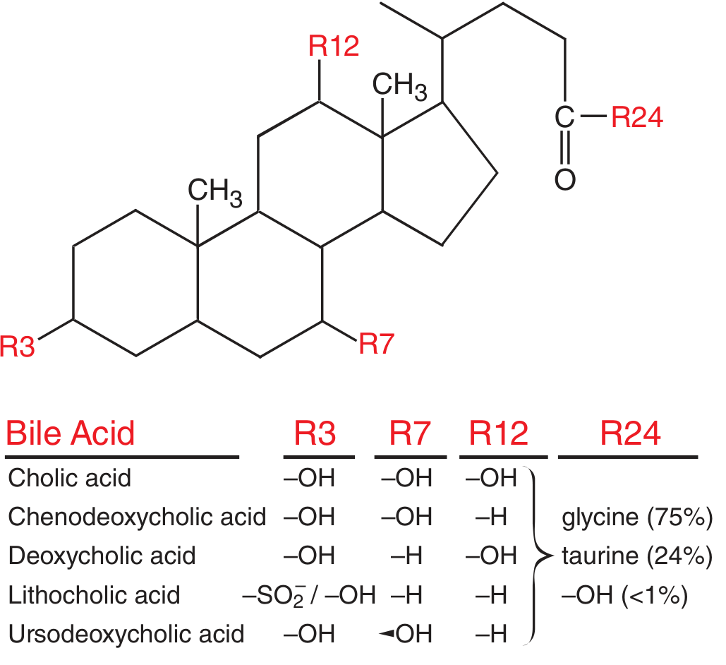 Major bile acid structures - Goodman & Gilman's