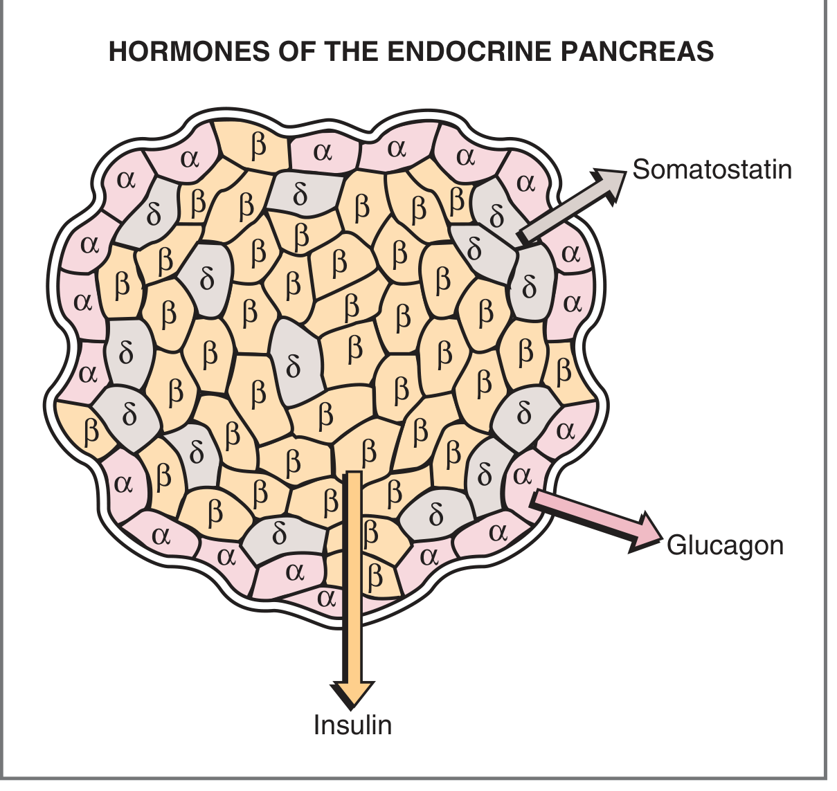 Hormones of the endocrine pancreas - islet of Langerhans showing alpha (glucagon), beta (insulin), and delta (somatostatin) cells