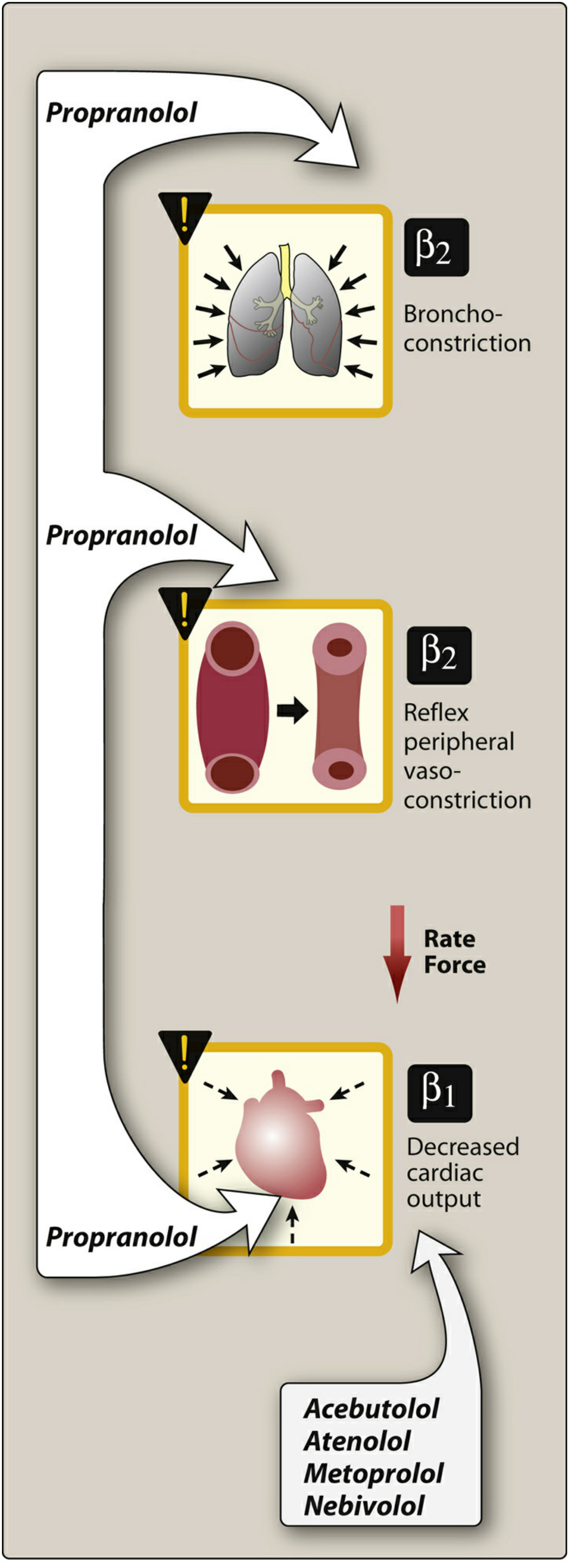 Actions of propranolol and other beta blockers on organs