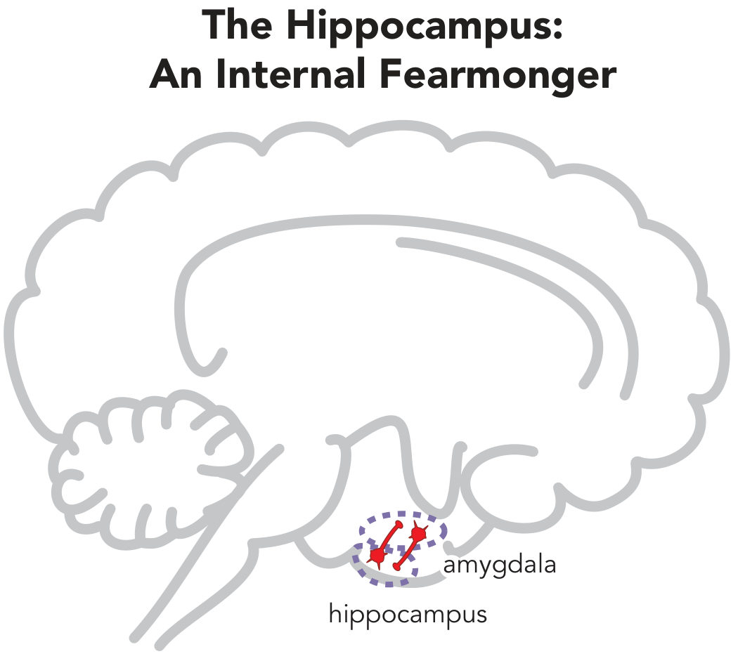 Hippocampus and amygdala - the internal fearmonger in anxiety