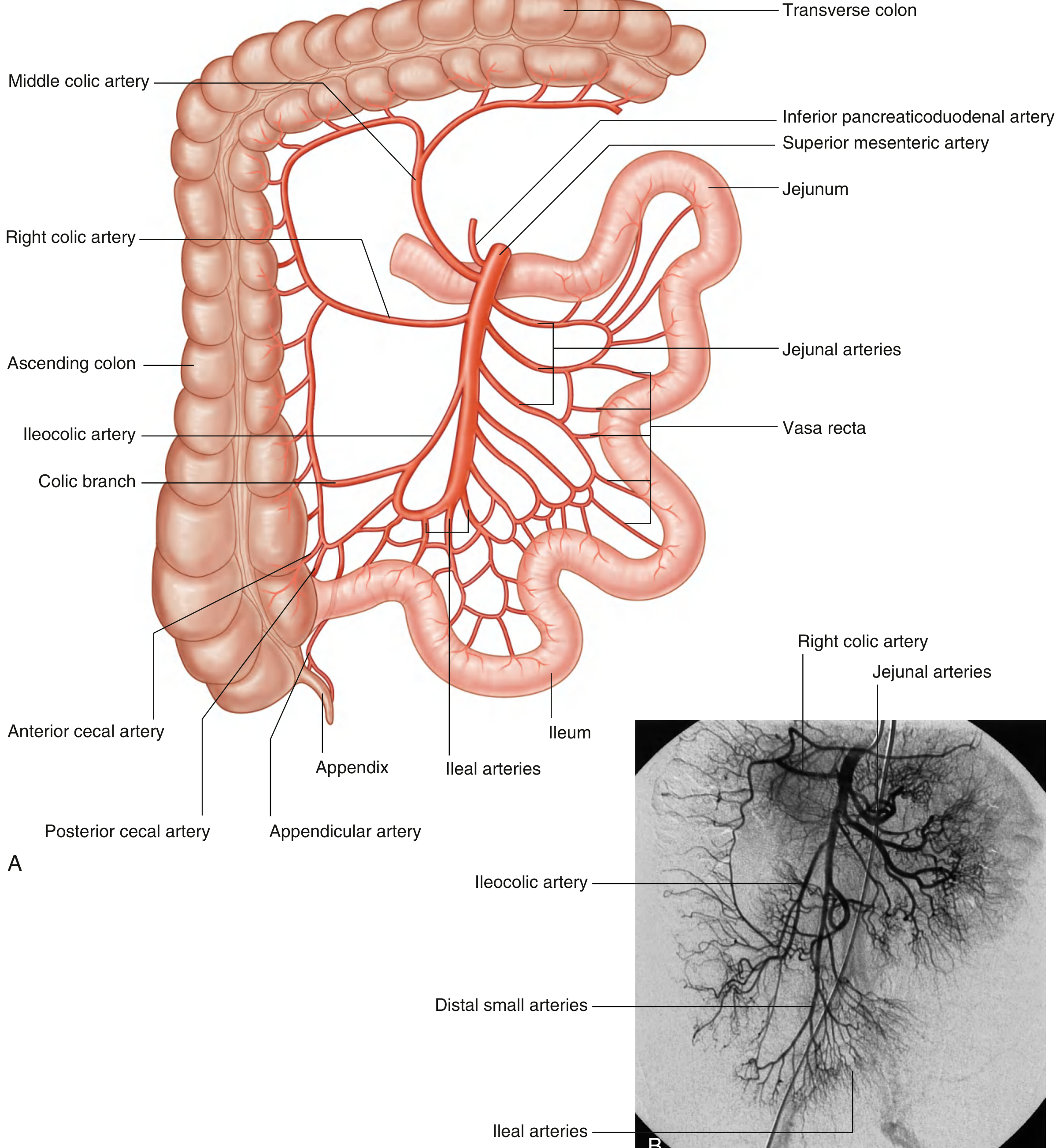 Superior Mesenteric Artery — full distribution