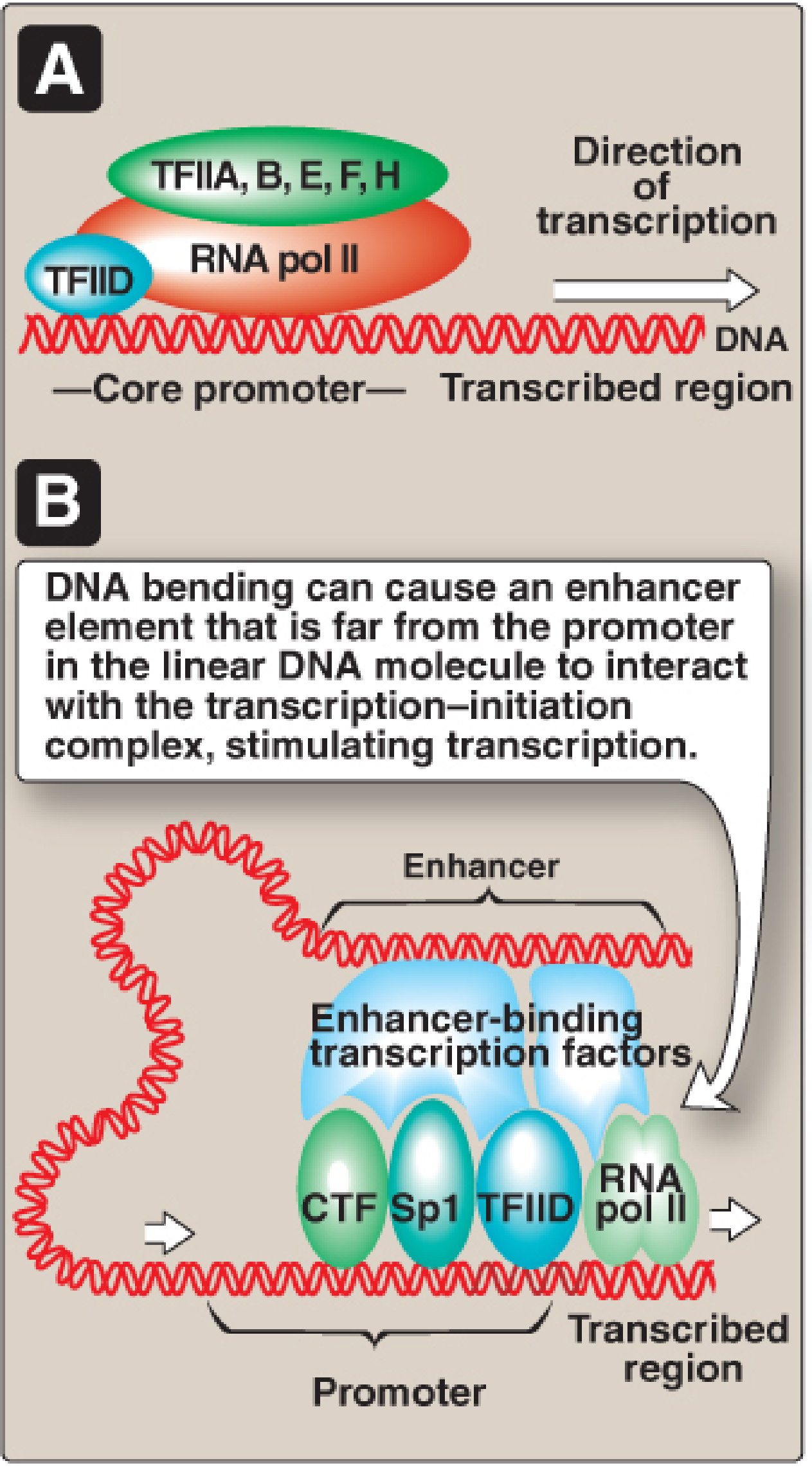 Eukaryotic Transcription Initiation Complex - Lippincott's Biochemistry