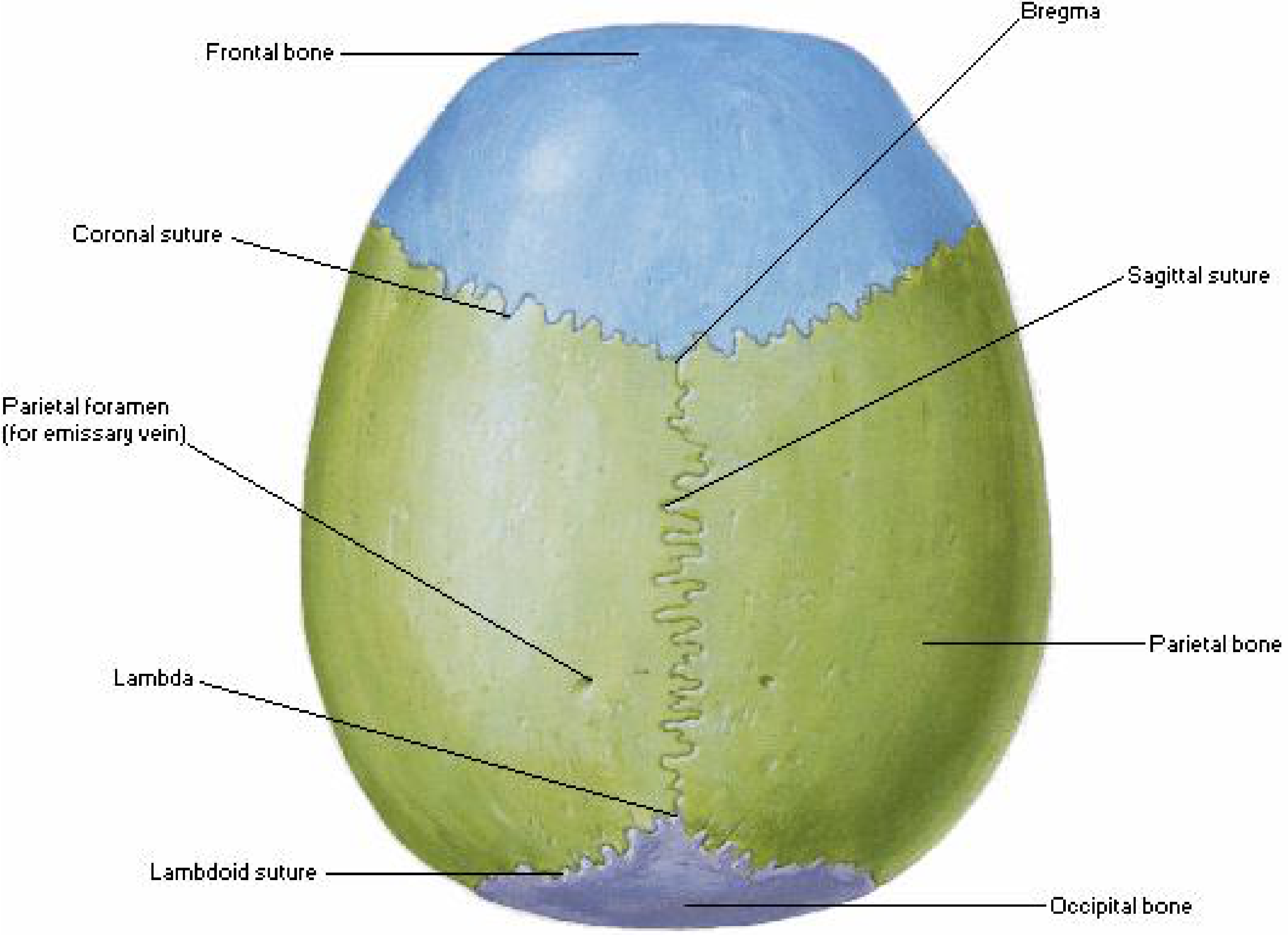 Superior view of skull showing frontal bone in blue, coronal suture, and calvaria bones