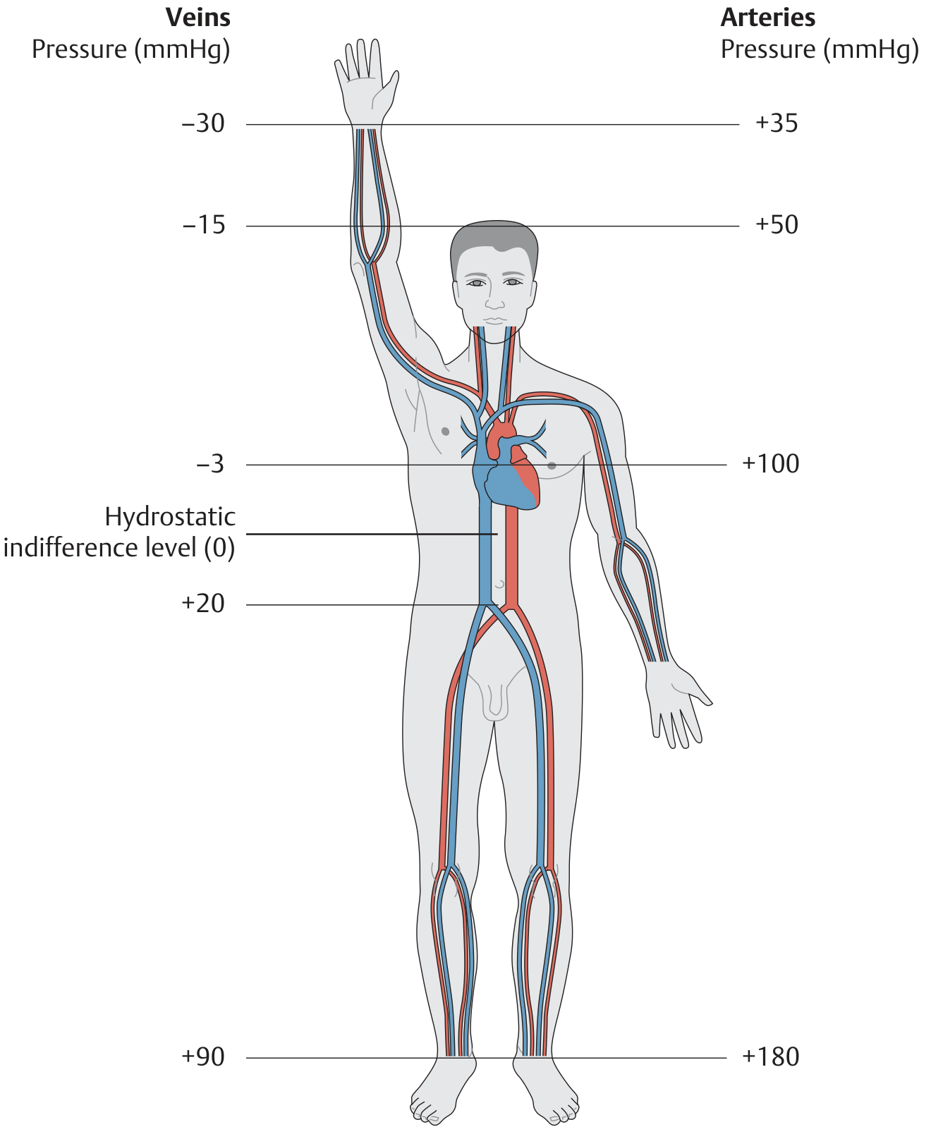 Arterial and venous pressures in the standing position
