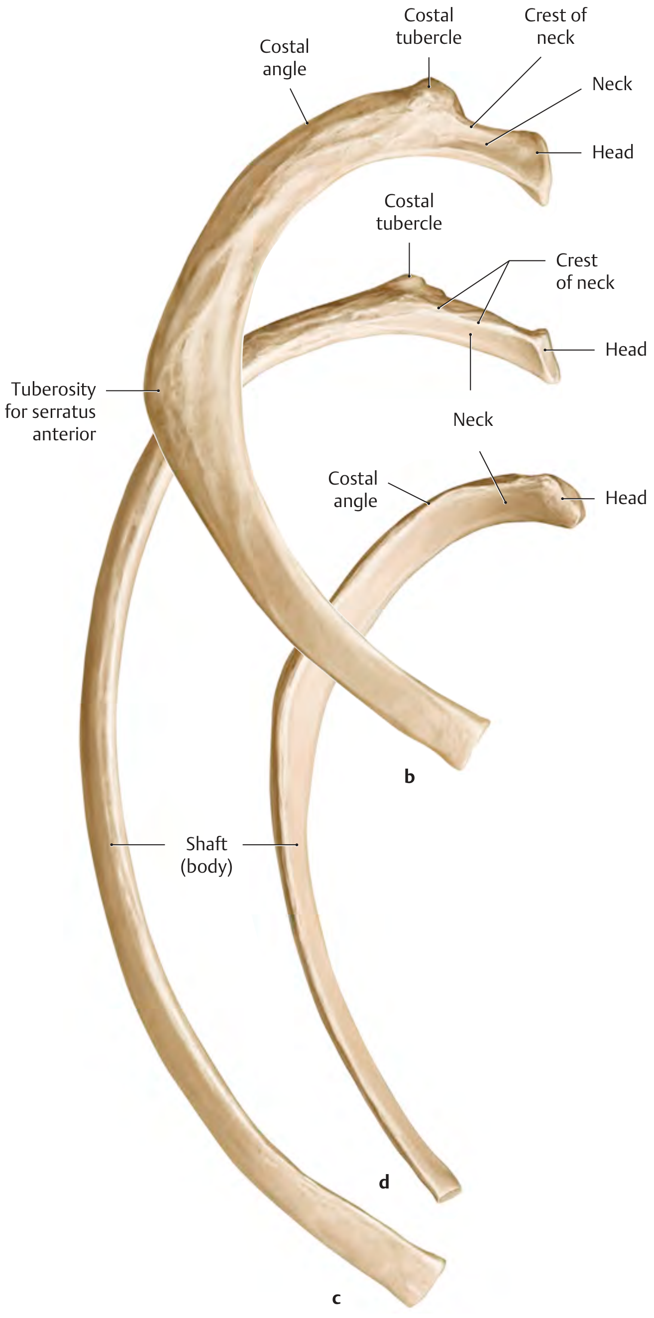 Variable size and shape of ribs: 2nd rib, 5th rib, and 11th rib shown with labeled parts