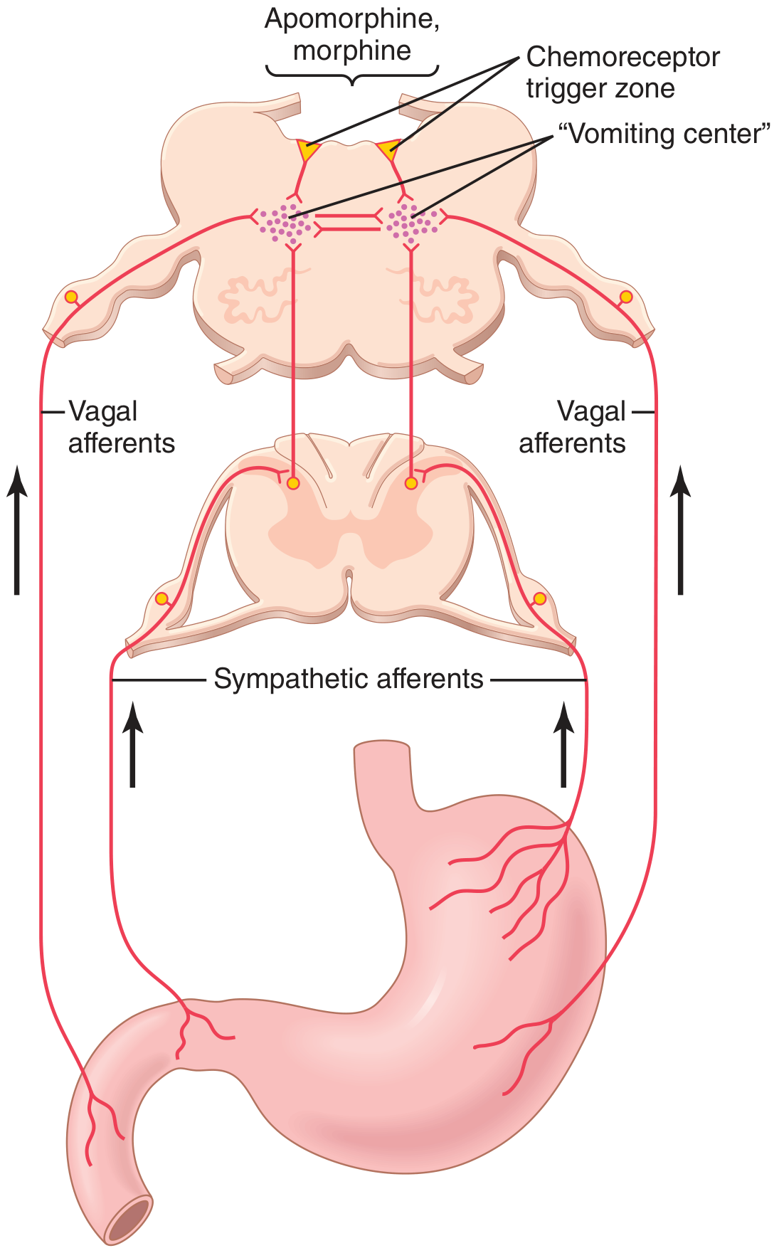 Neural connections of the vomiting center, showing vagal and sympathetic afferents feeding the chemoreceptor trigger zone and vomiting center in the medulla