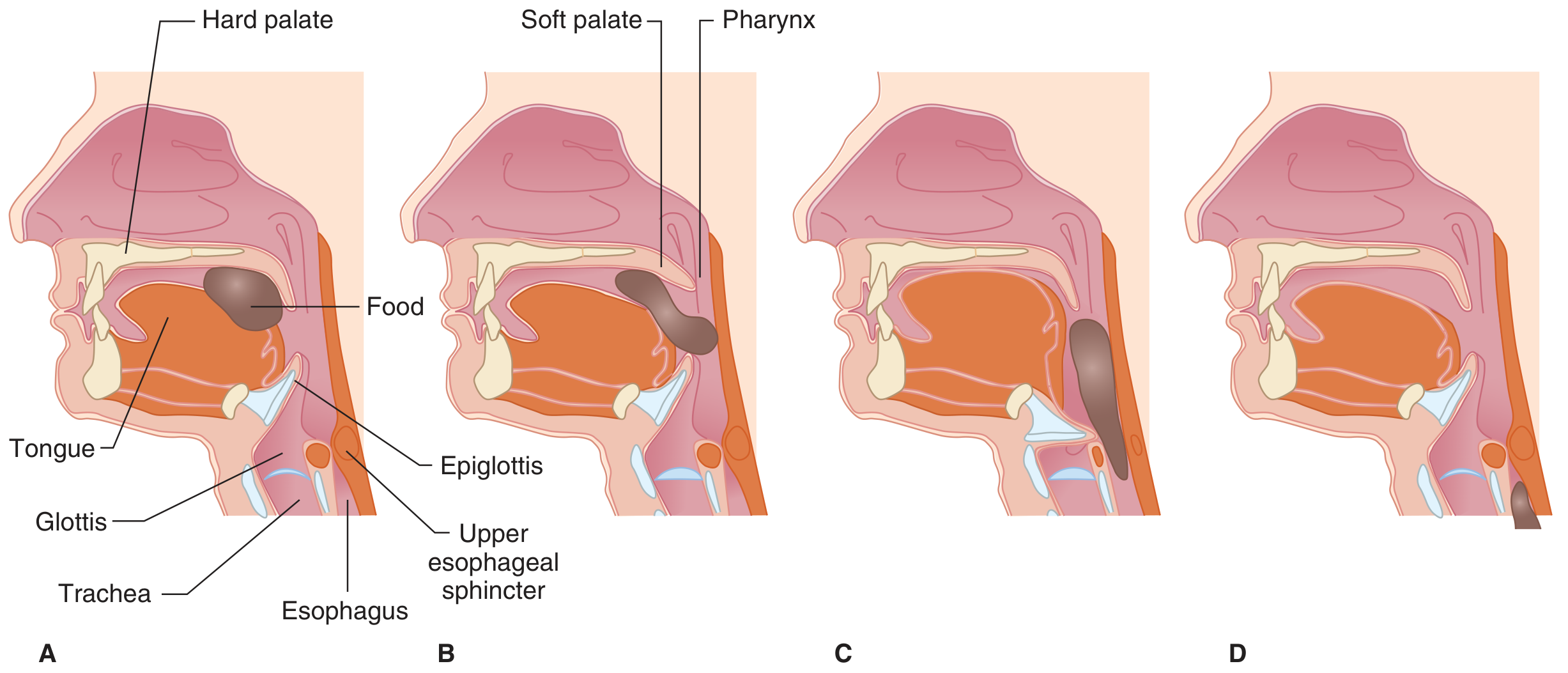 Swallowing phases - sagittal view showing tongue pushing bolus, soft palate elevation, epiglottic tilt, and UES opening