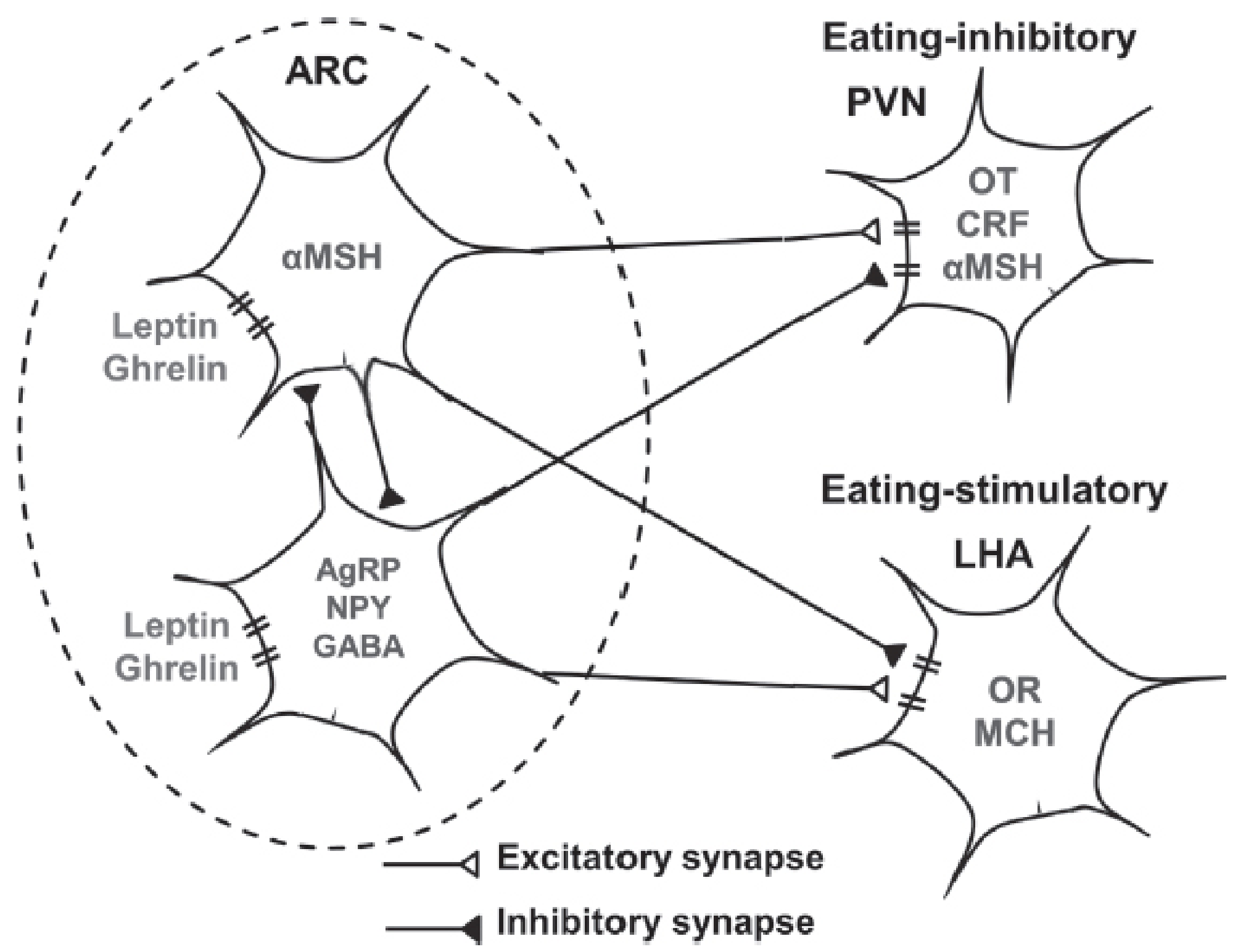 Schematic diagram of the hypothalamic arcuate nucleus showing two populations of neurons - αMSH neurons and AgRP/NPY/GABA neurons - receiving inputs from leptin and ghrelin, projecting to PVN (eating-inhibitory) and LHA (eating-stimulatory)