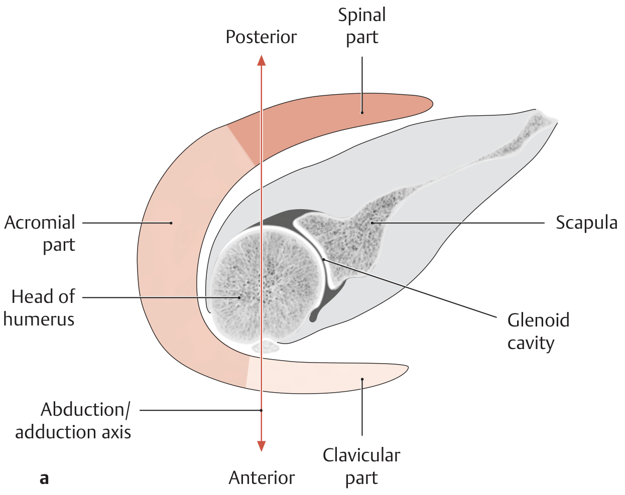 Cross-section showing three parts of deltoid around shoulder joint