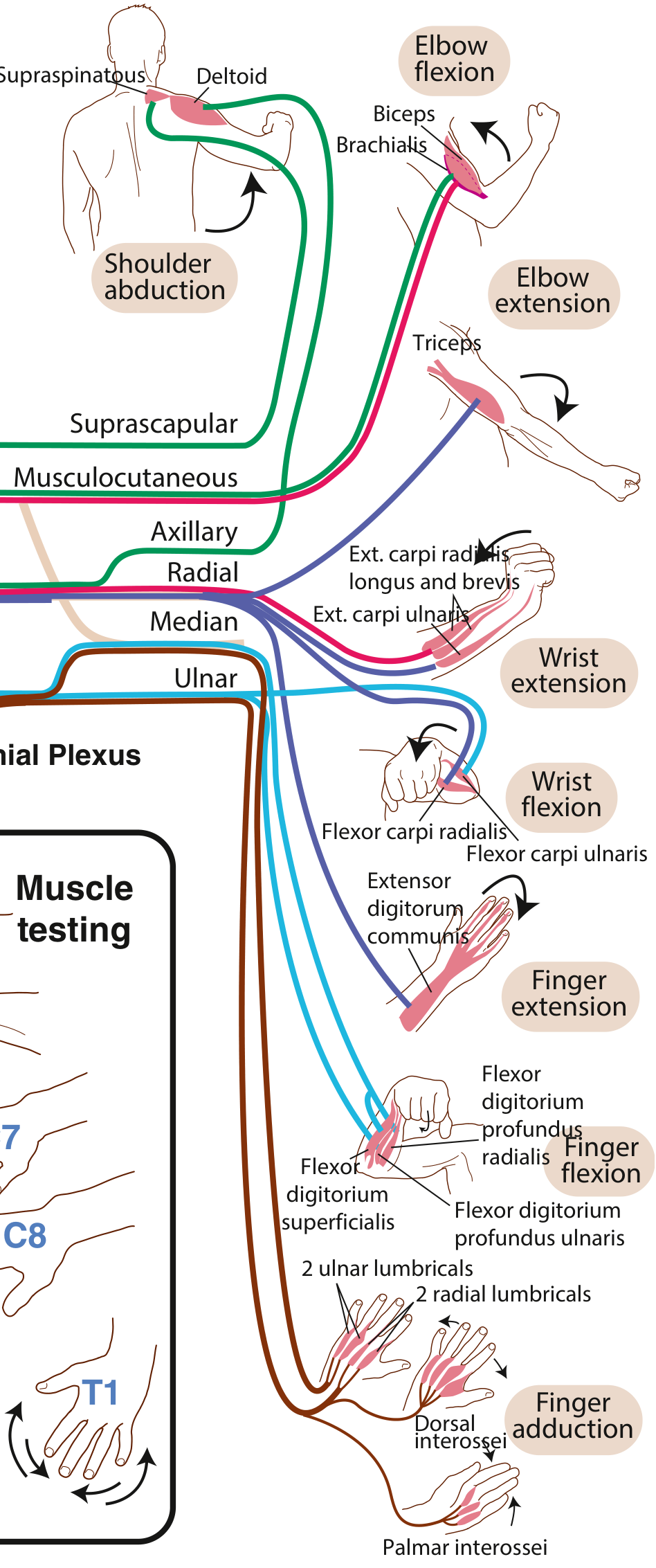 Brachial plexus and upper extremity muscle testing diagram