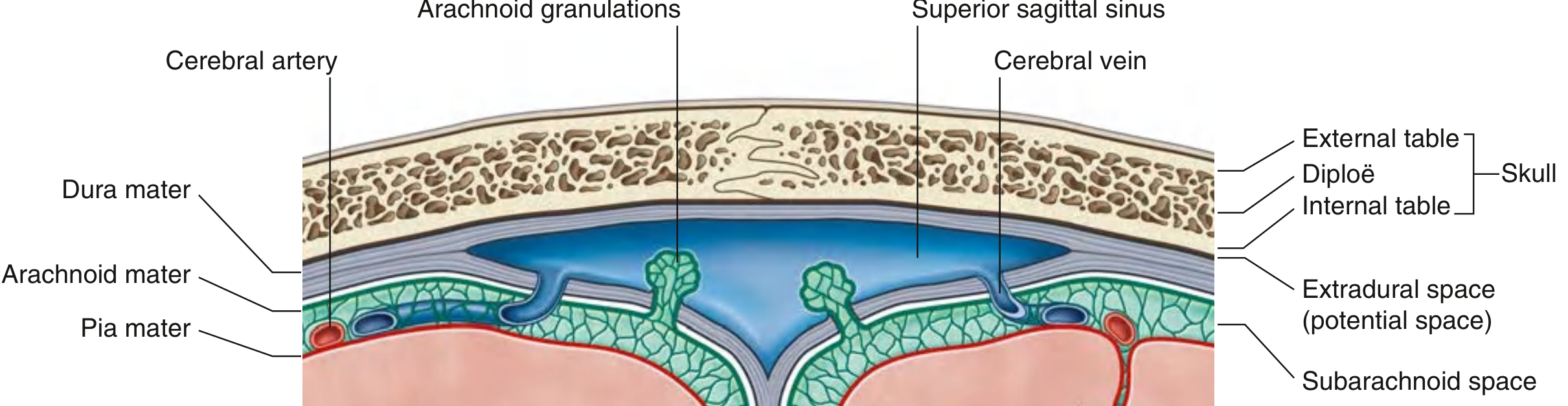 Arrangement of meninges and spaces - Gray's Anatomy