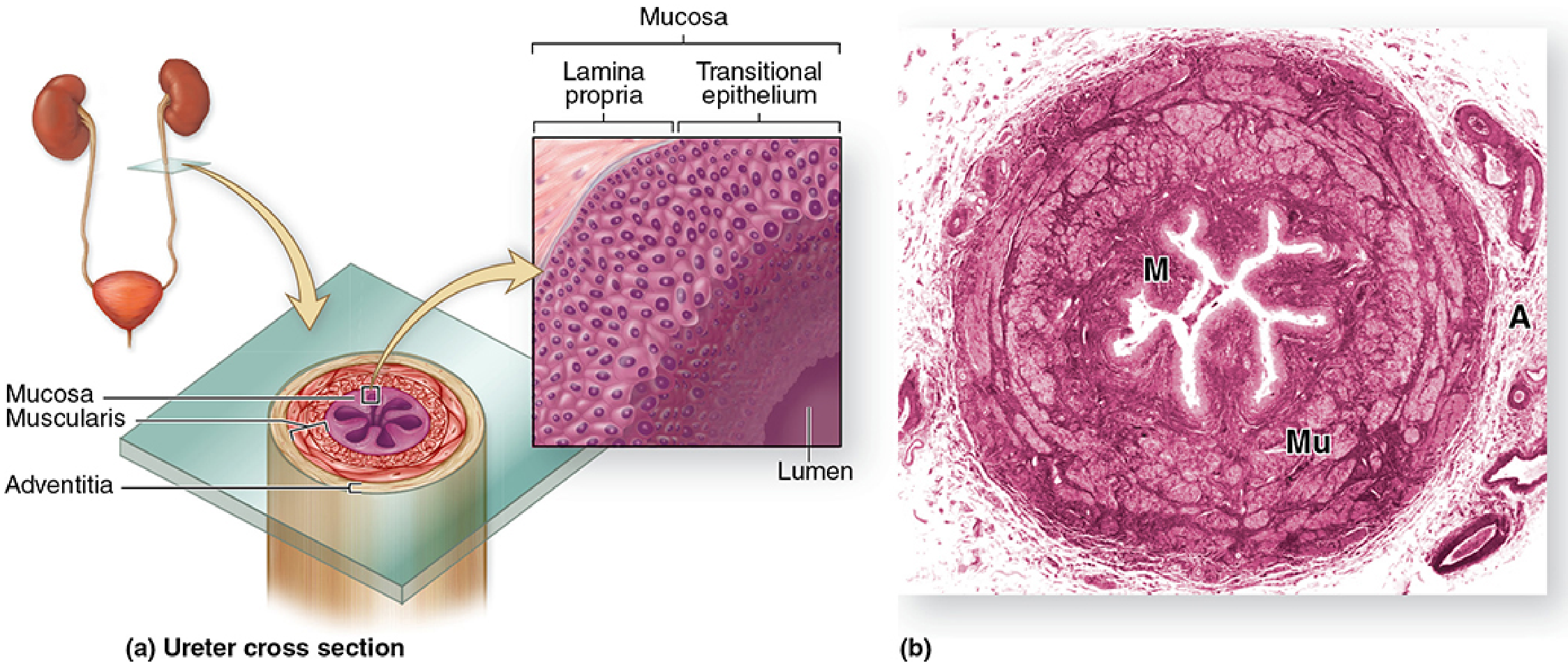 Cross-section of ureter showing folded mucosa, muscularis, and adventitia