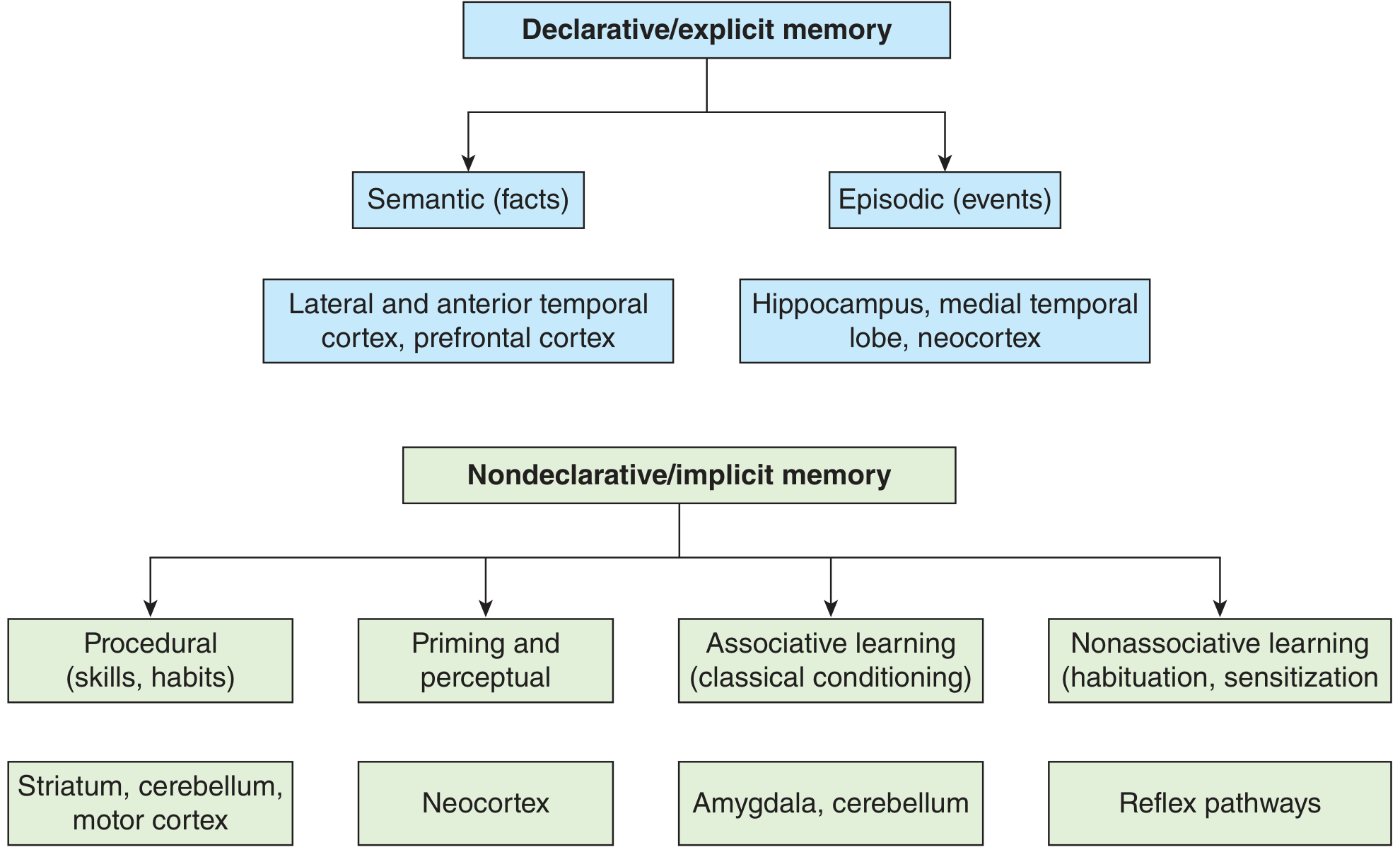 Memory classification diagram from Ganong's showing declarative and nondeclarative branches with associated brain structures