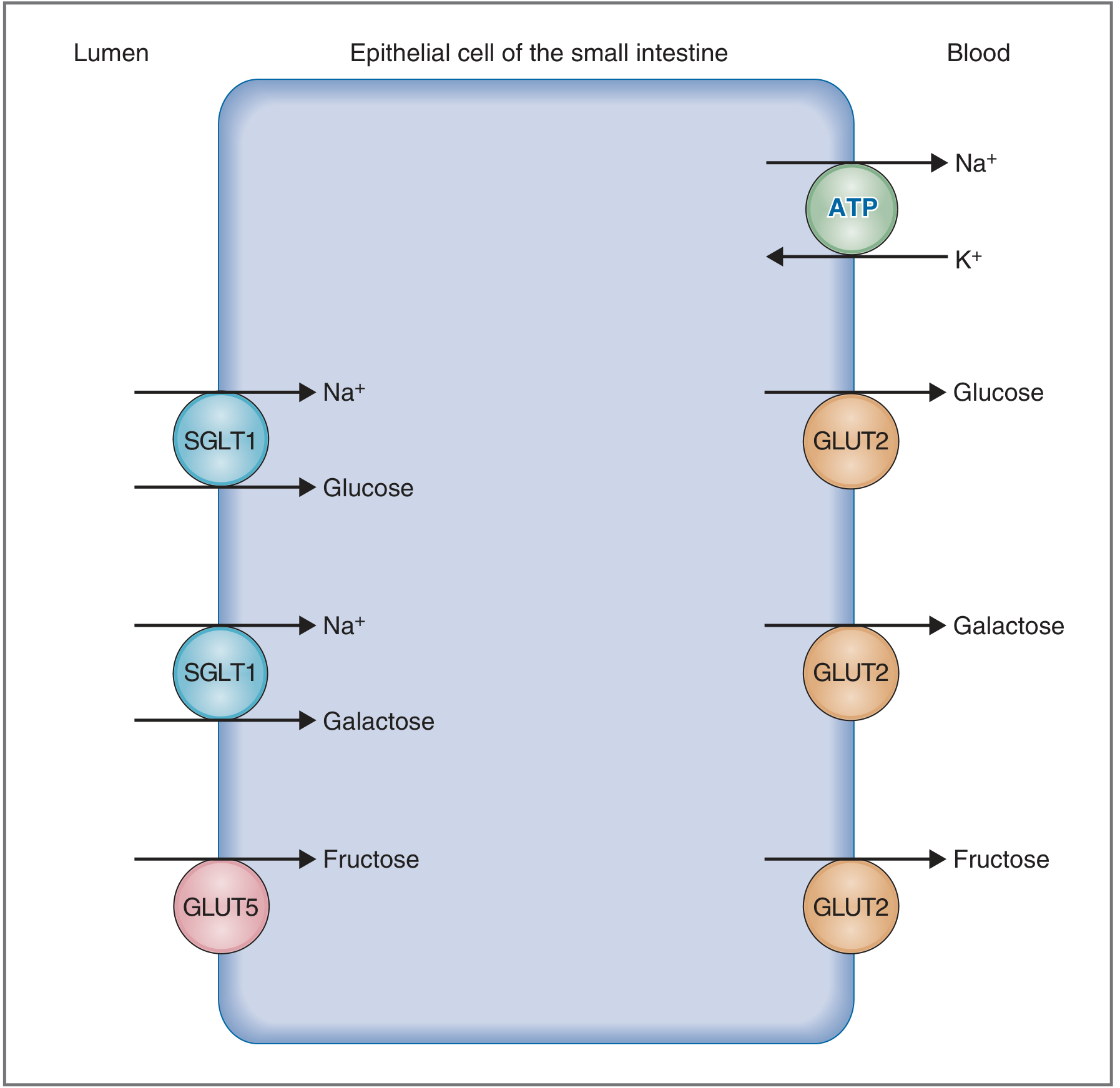 Mechanism of monosaccharide absorption - SGLT1, GLUT5, and GLUT2 transporters