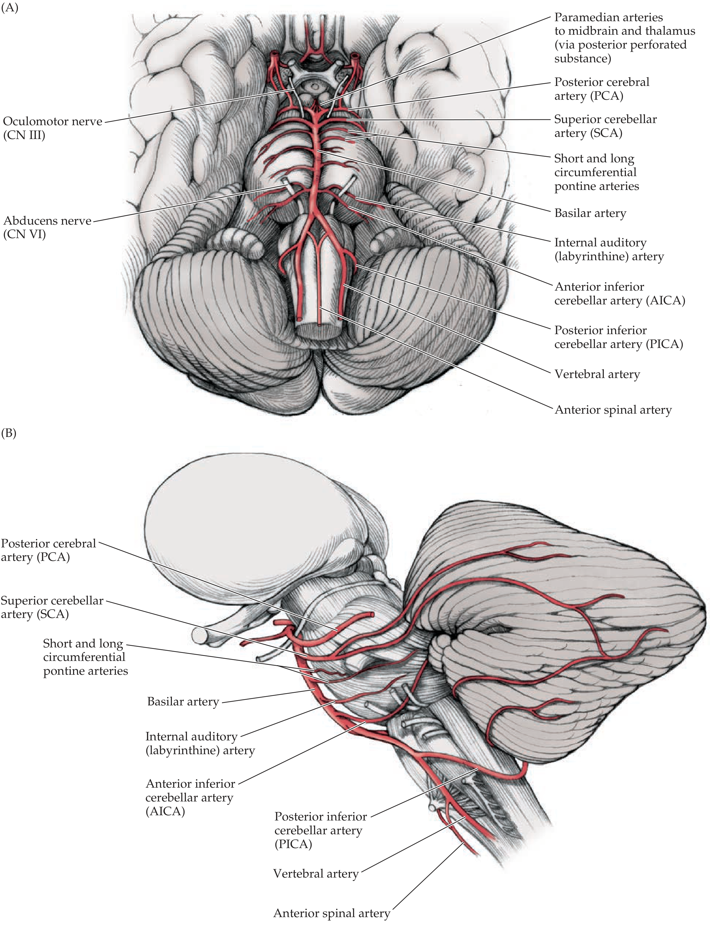 Brainstem Blood Supply - Ventral and Lateral Views