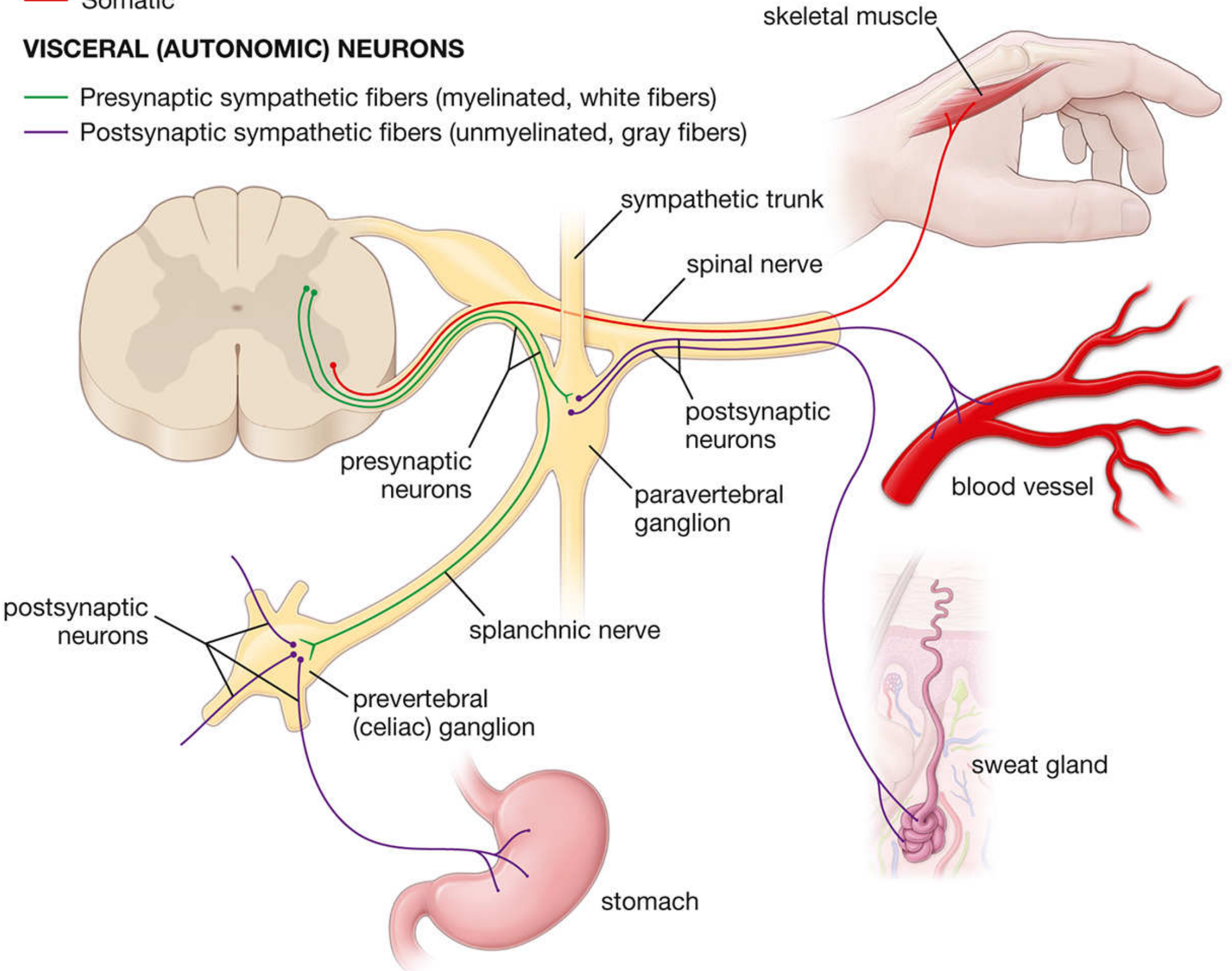 Somatic efferent (one neuron to skeletal muscle) vs. visceral (autonomic) efferent (two-neuron chain through paravertebral or prevertebral ganglia to smooth muscle or gland)