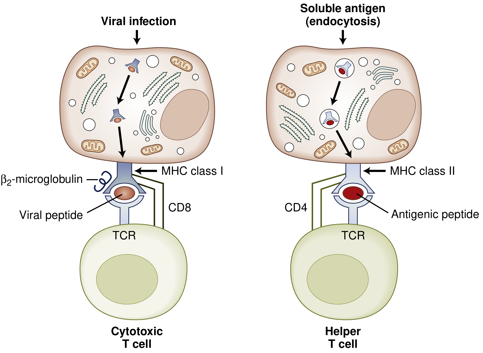 Antigenic recognition: MHC Class I presents viral peptides to cytotoxic CD8+ T cells (left), MHC Class II presents endocytosed antigen to helper CD4+ T cells via TCR (right)