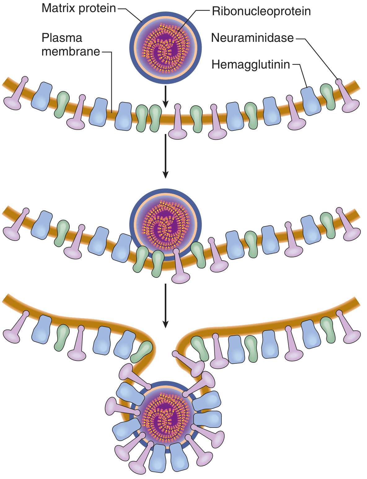 Influenza virus budding - showing hemagglutinin, neuraminidase, matrix protein, and nucleocapsid