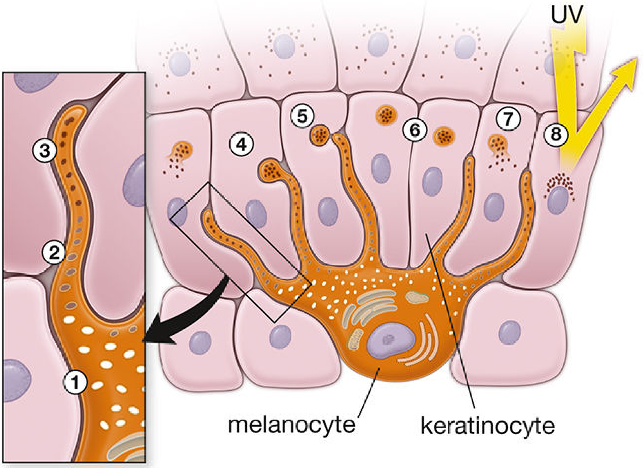 Melanocyte and melanosome formation diagram showing melanin production and transfer to keratinocytes