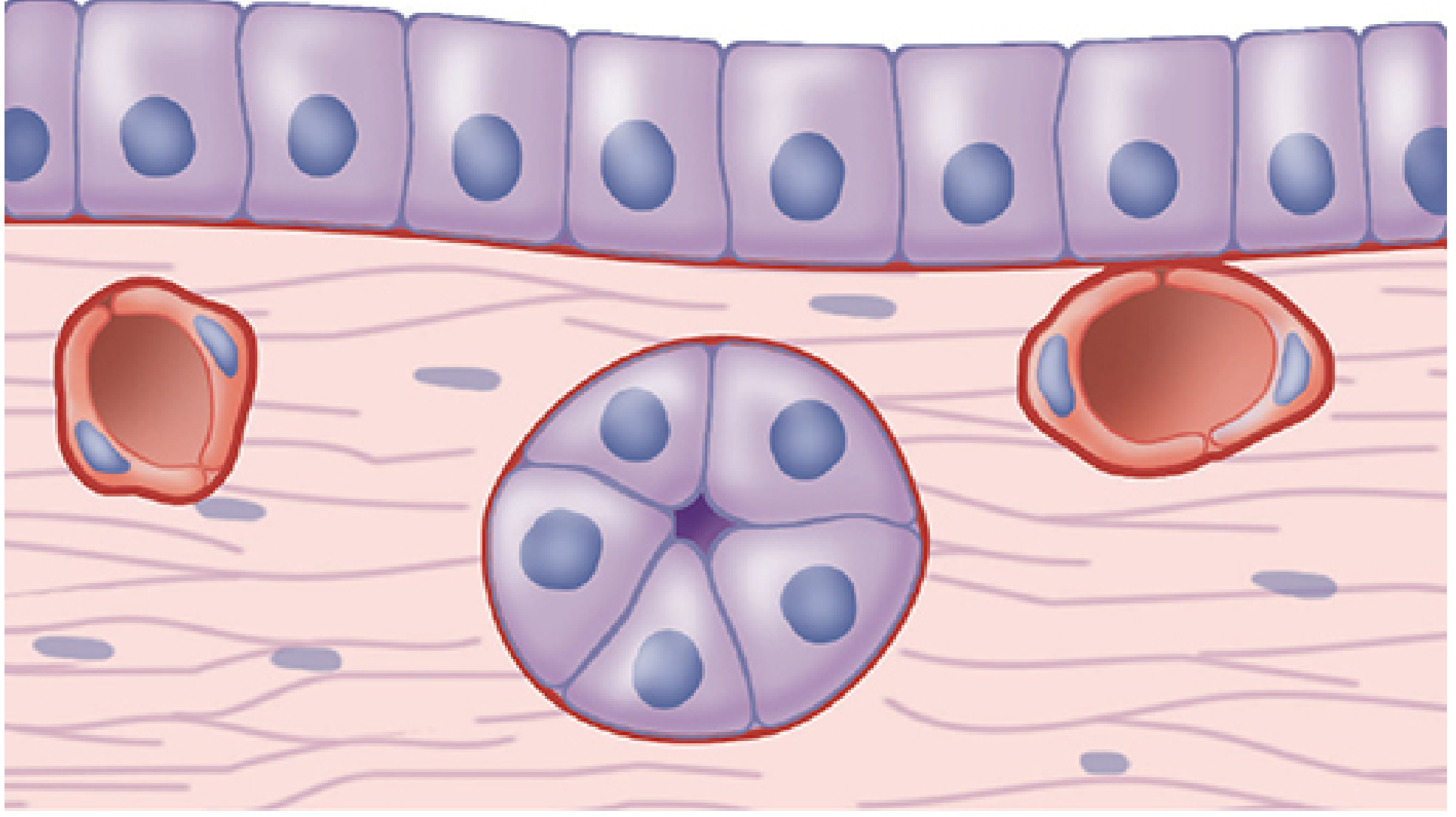Diagram showing cuboidal epithelial cells resting on a basement membrane (red), above loose connective tissue containing various cell types