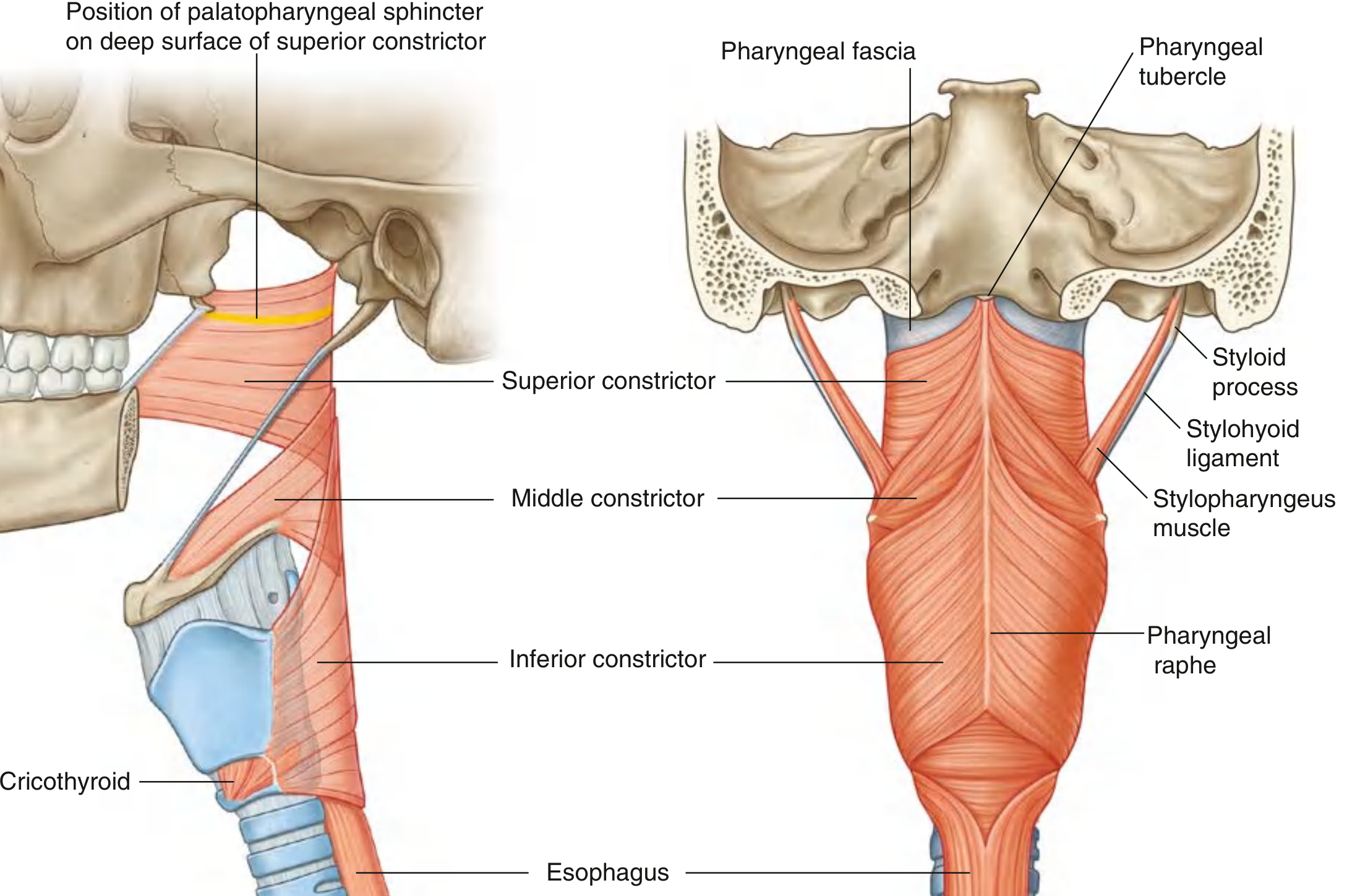 Constrictor muscles of the pharynx - superior, middle, and inferior constrictors with pharyngeal raphe