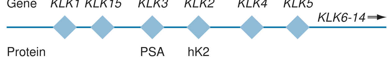 Human kallikrein gene map showing PSA (KLK3) and hK2 (KLK2) among other kallikrein genes