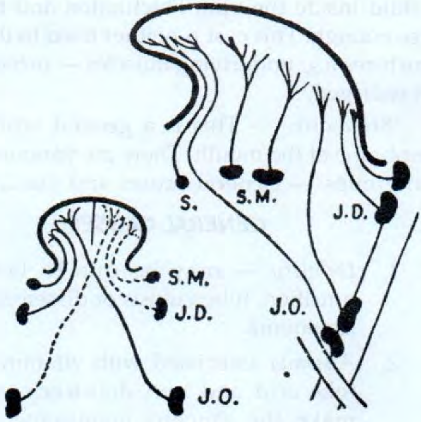 Lymph drainage of the tongue - S Das