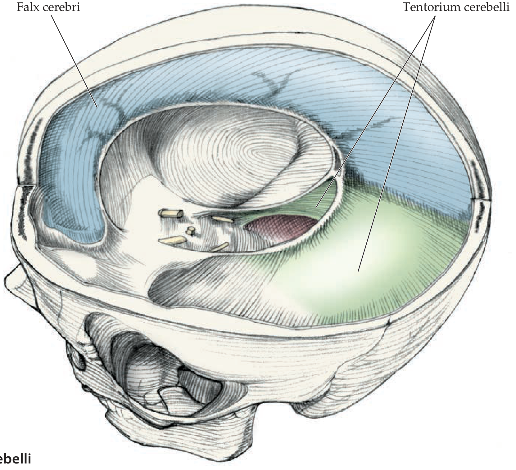 Falx cerebri (blue) and tentorium cerebelli (green) inside the skull