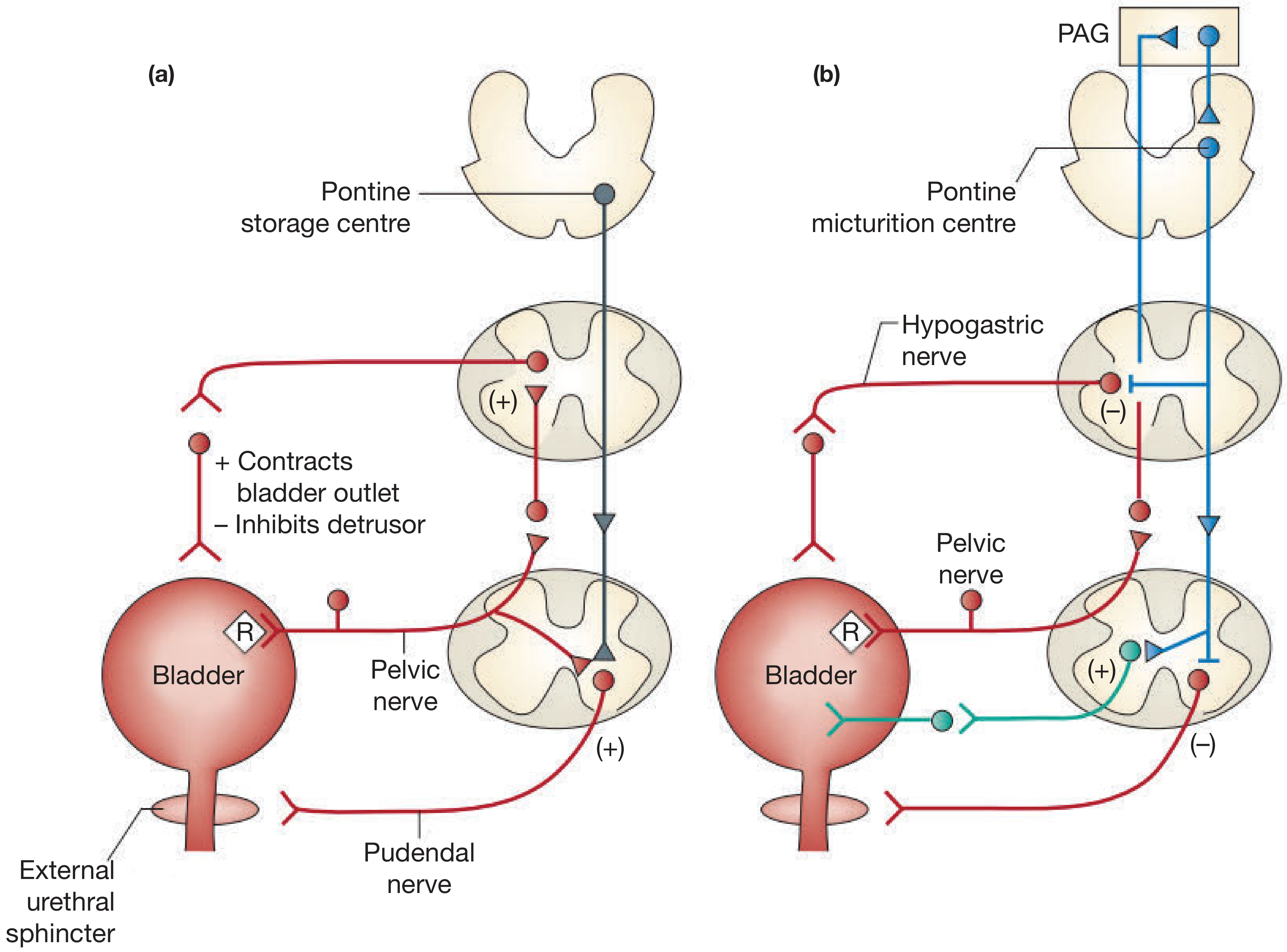 Micturition cycle and its neurological control - (a) Storage reflexes showing pontine storage centre, sympathetic and pudendal nerve activity contracting the outlet and relaxing detrusor; (b) Voiding reflexes showing pontine micturition centre activating parasympathetic outflow and inhibiting sympathetic outflow