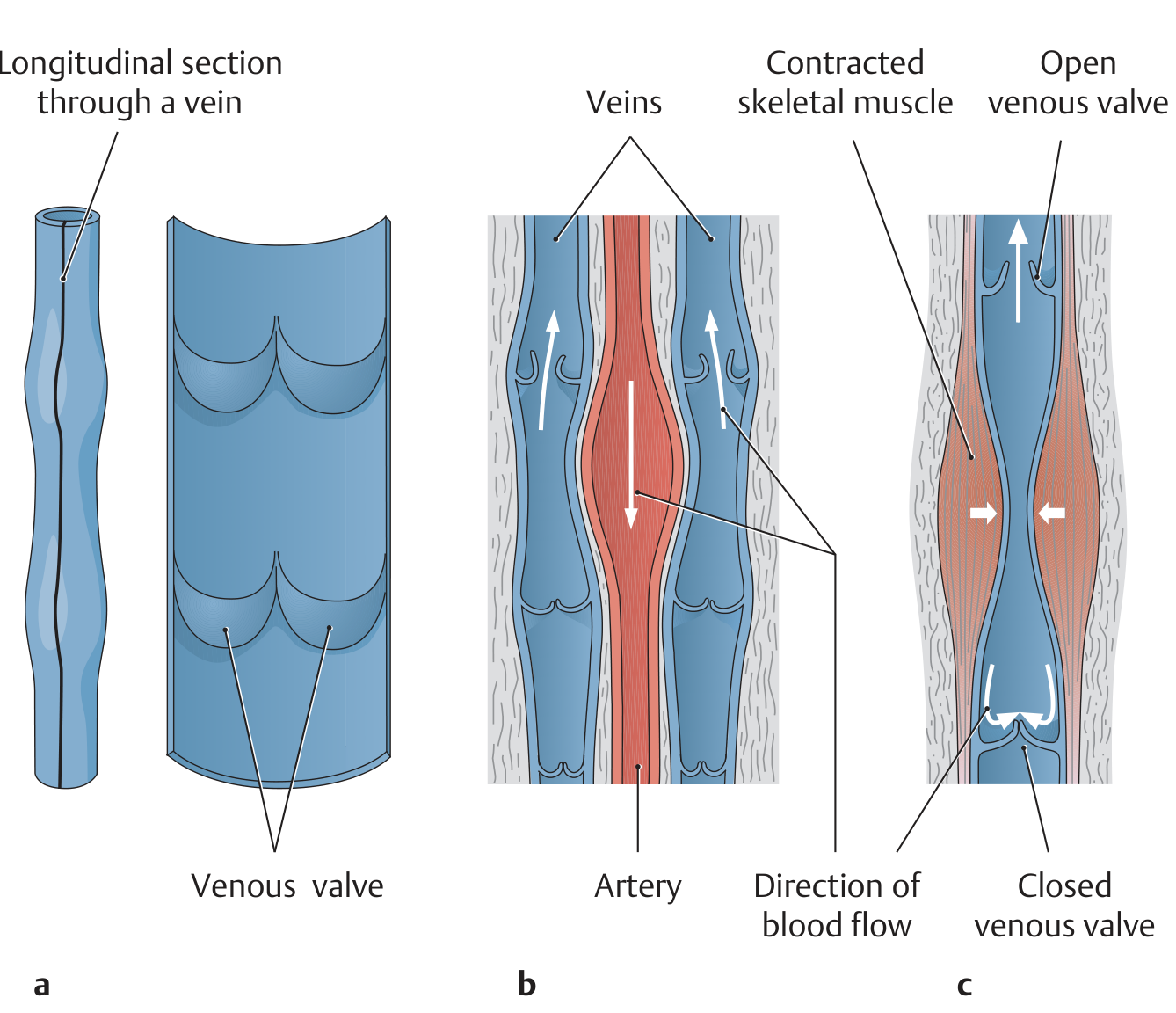 Venous valves and muscle pump mechanism