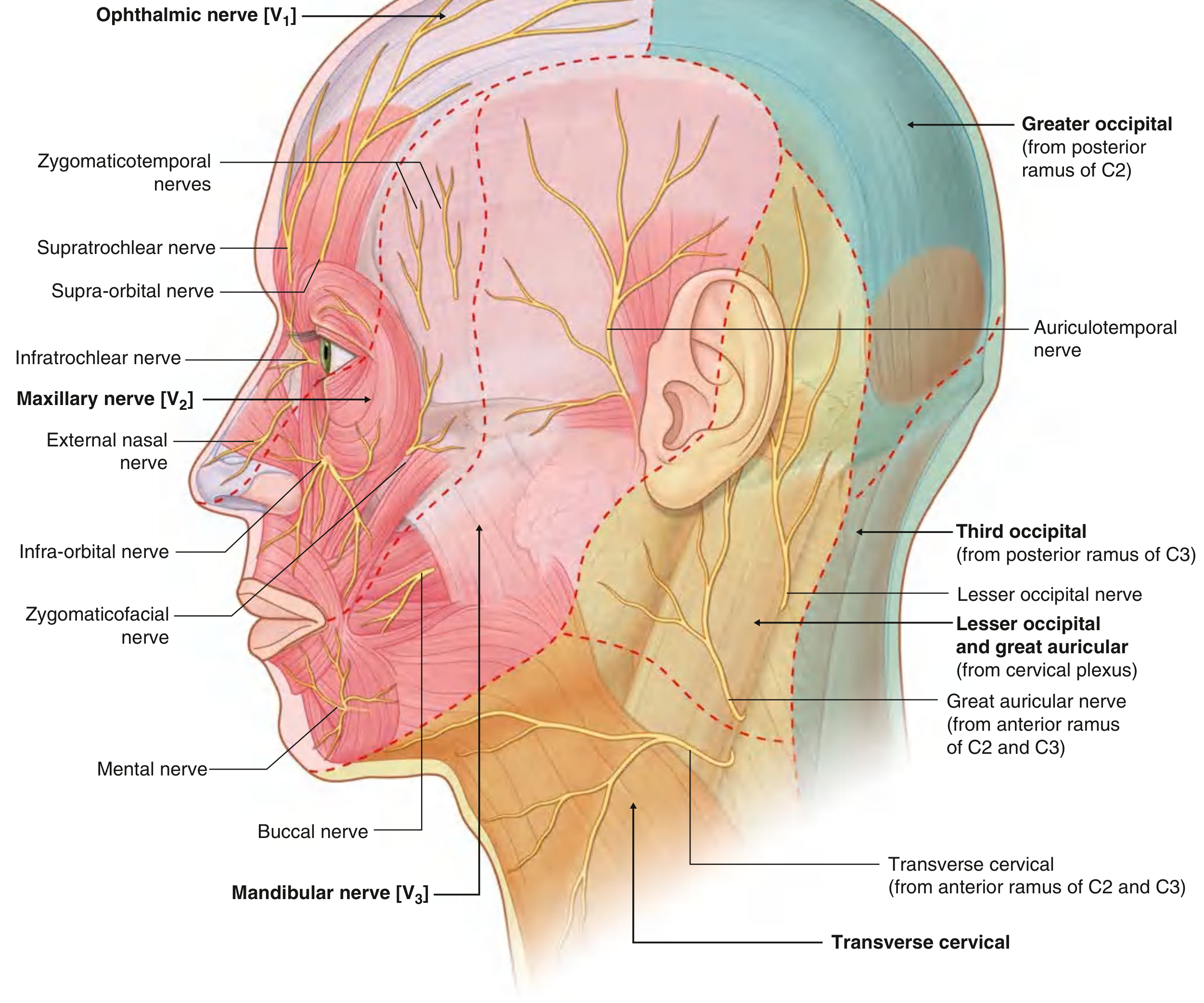 Labeled nerve branches on the face - infraorbital, mental, buccal, auriculotemporal