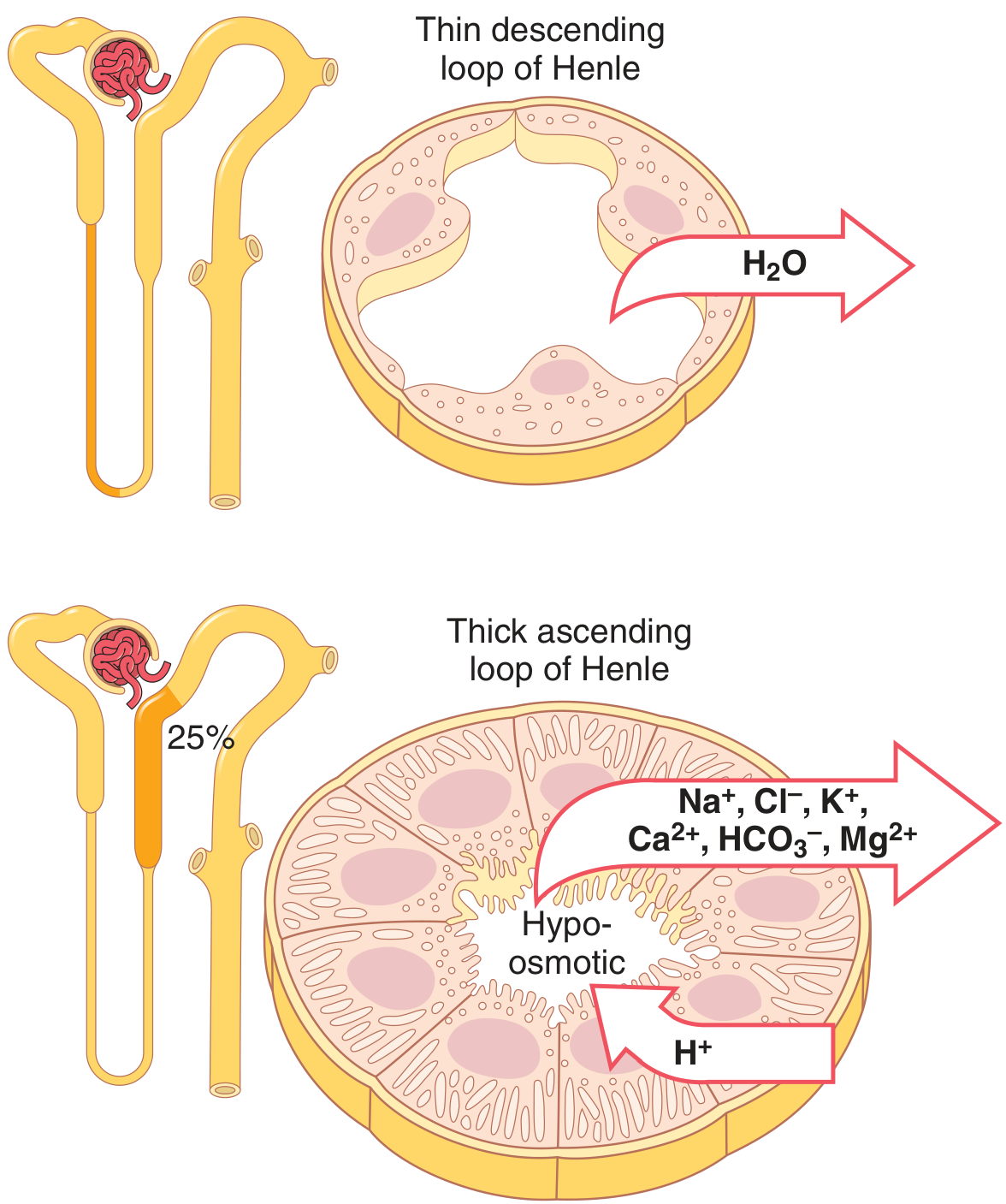 Loop of Henle: thin descending limb reabsorbs only H₂O; thick ascending limb reabsorbs Na⁺, Cl⁻, K⁺, Ca²⁺, HCO₃⁻, Mg²⁺ and is impermeable to water