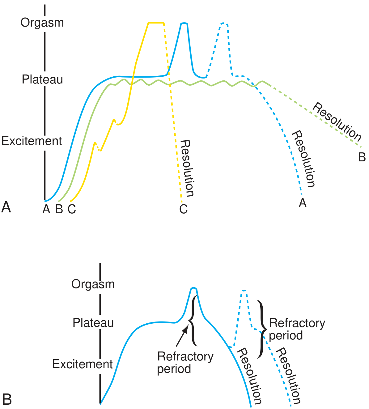 Female (A) and Male (B) sexual response cycles showing Excitement, Plateau, Orgasm, and Resolution phases