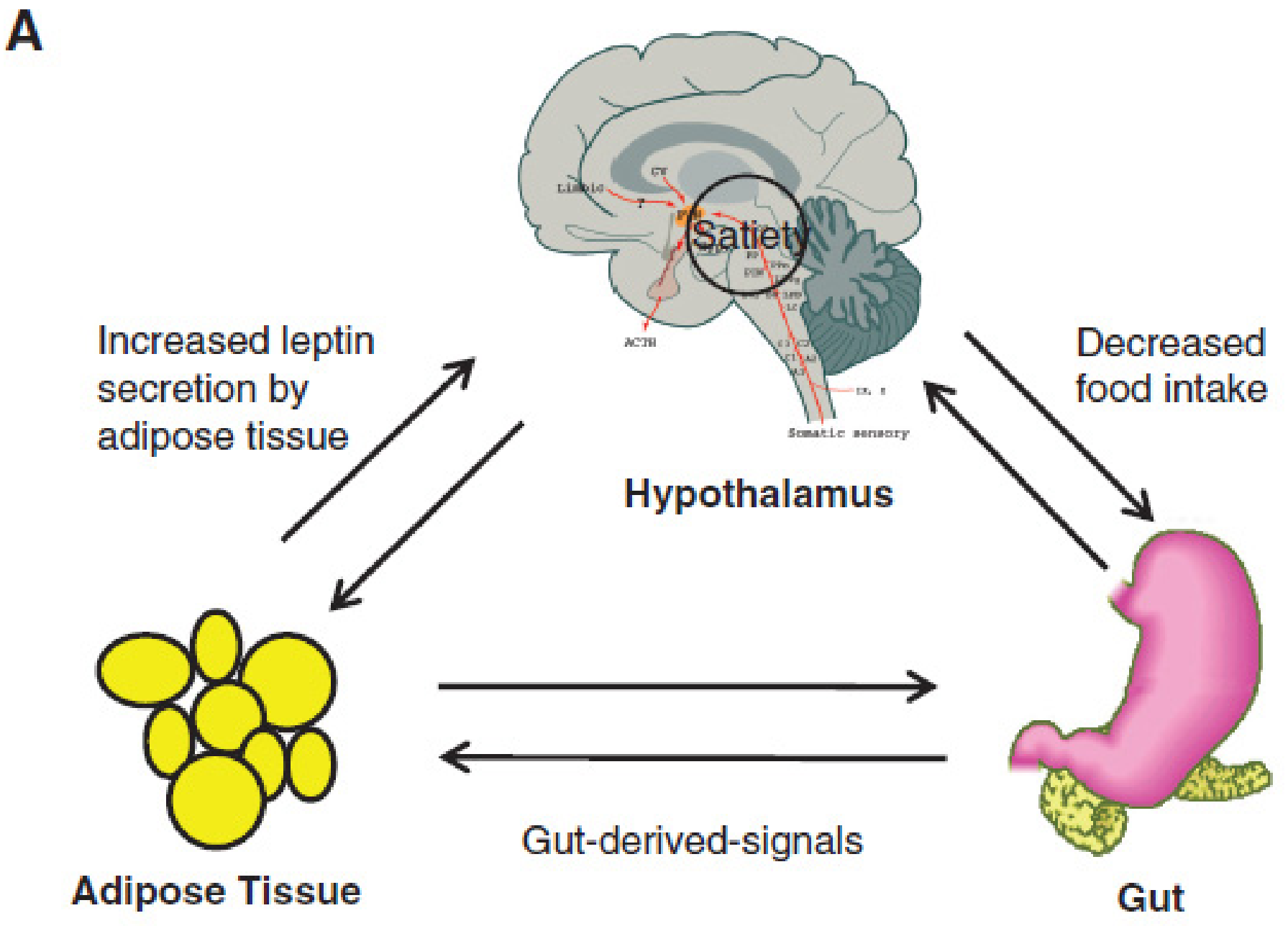 Leptin mediates communication between adipose tissue, gut, and brain