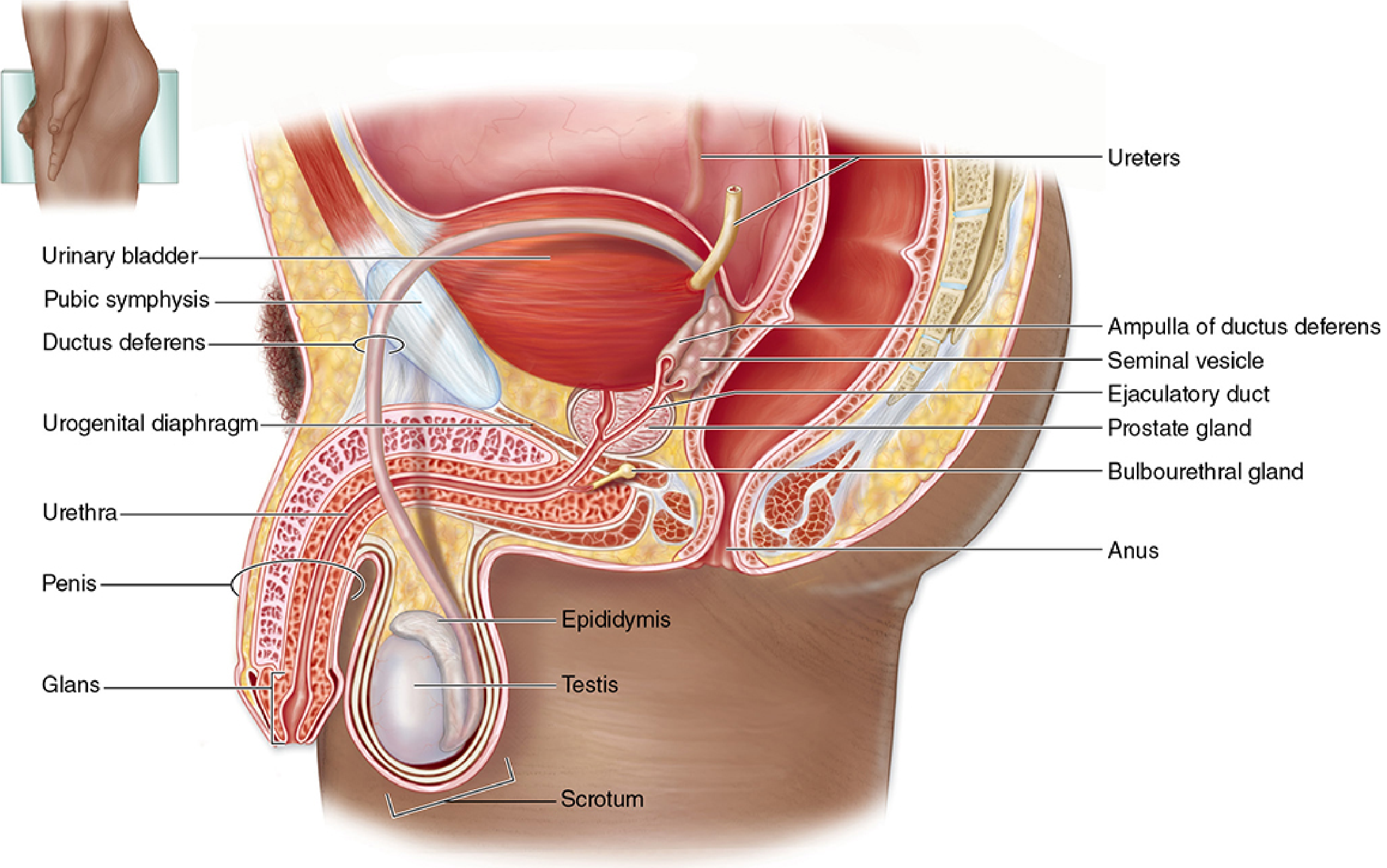 Sagittal anatomy of male reproductive system