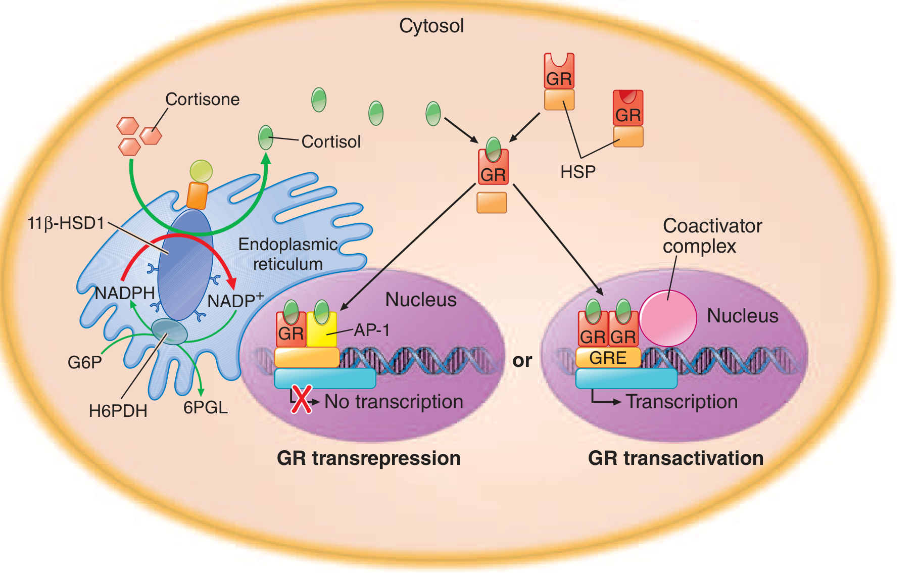 GR transactivation and transrepression diagram from Harrison's Principles of Internal Medicine