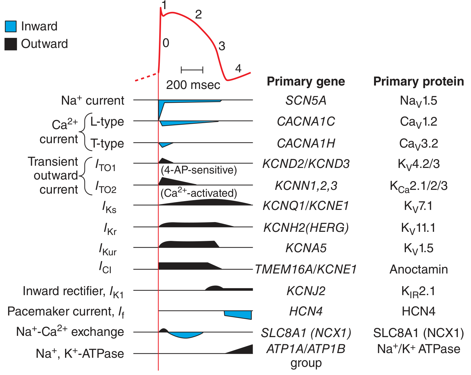 Cardiac AP phases with ionic currents, genes, and proteins