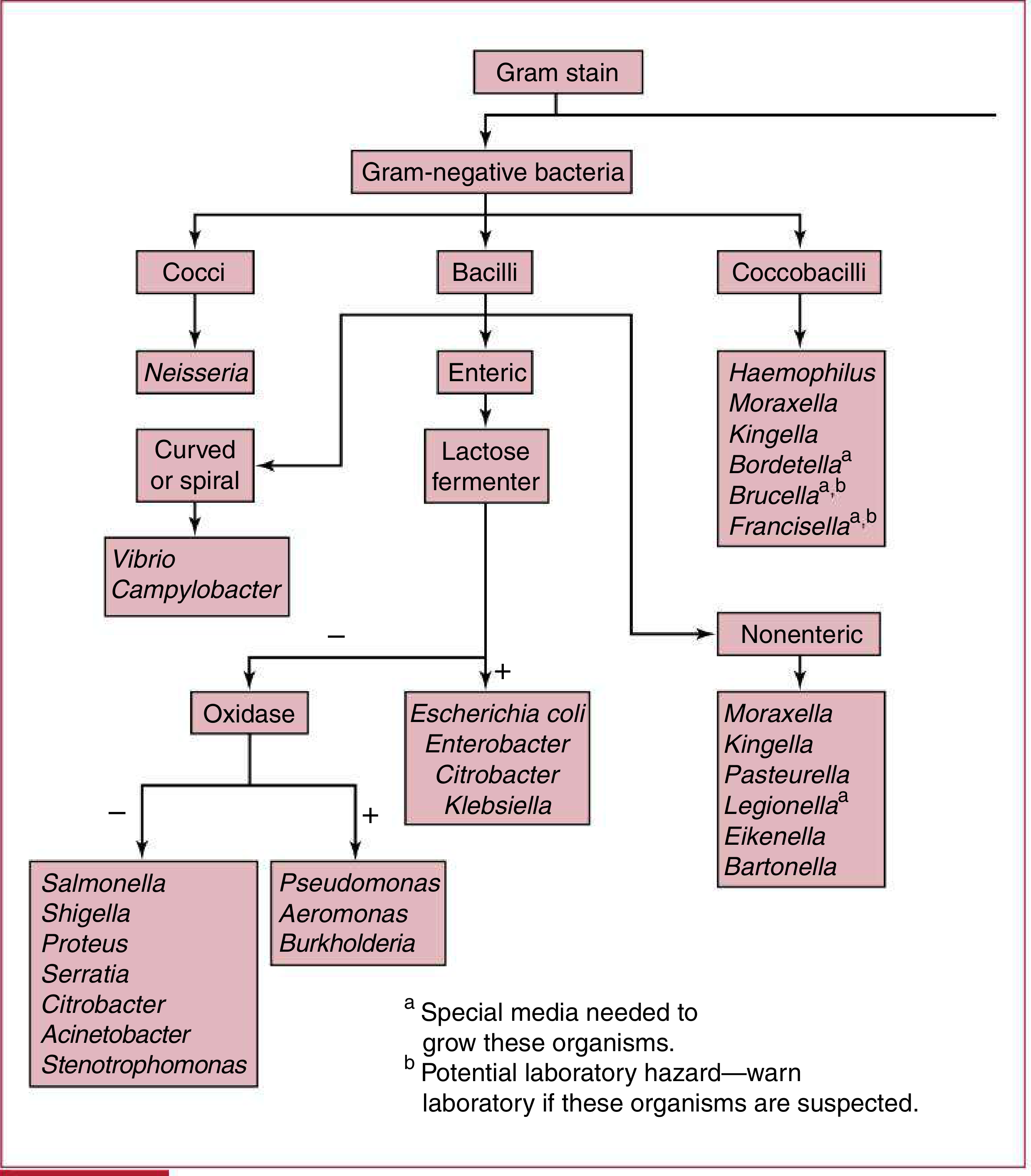 Aerobic bacteria identification algorithm - branching from Gram stain to morphology, oxidase test, and lactose fermentation