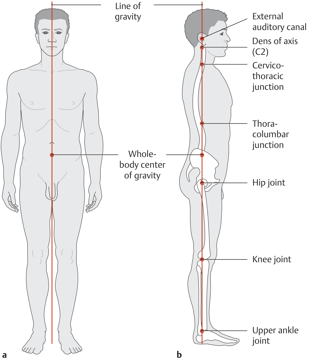 Centre of Gravity and Line of Gravity - Anterior and Lateral views