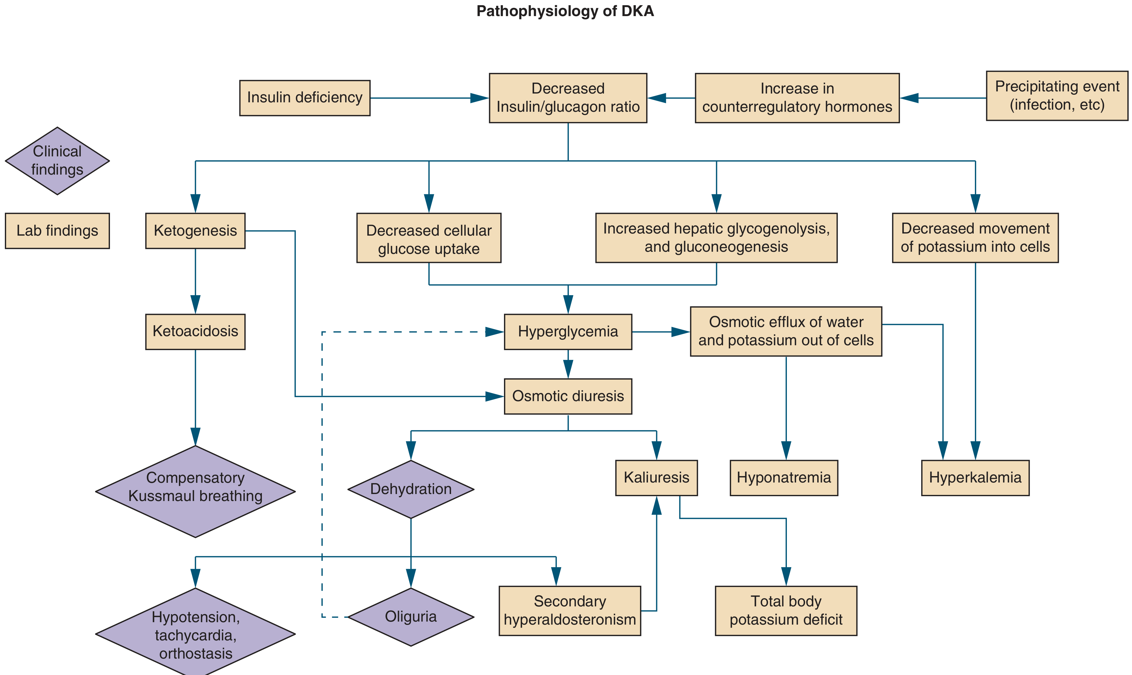 Pathophysiology of DKA - electrolyte effects
