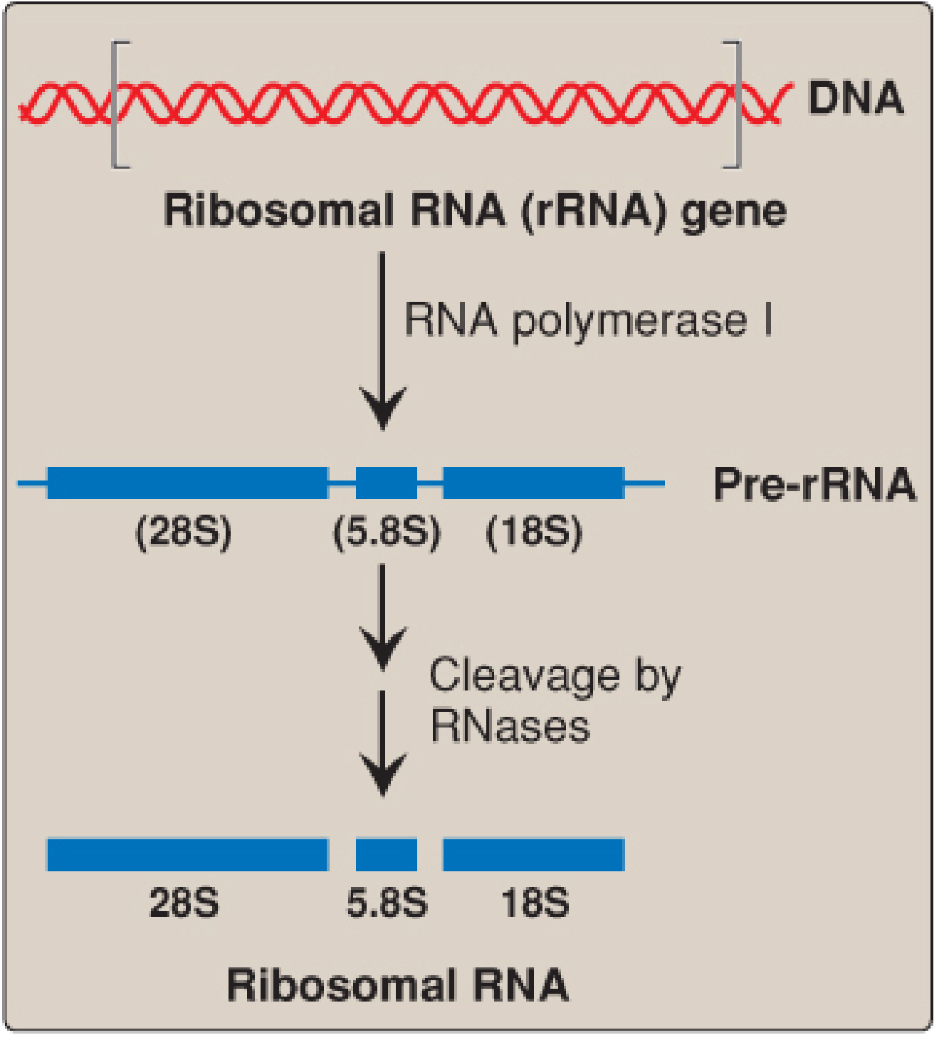 Post-transcriptional processing of eukaryotic ribosomal RNA by ribonucleases. 45S pre-rRNA in the nucleolus processed to 18S (40S small subunit), 5.8S + 28S (60S large subunit)