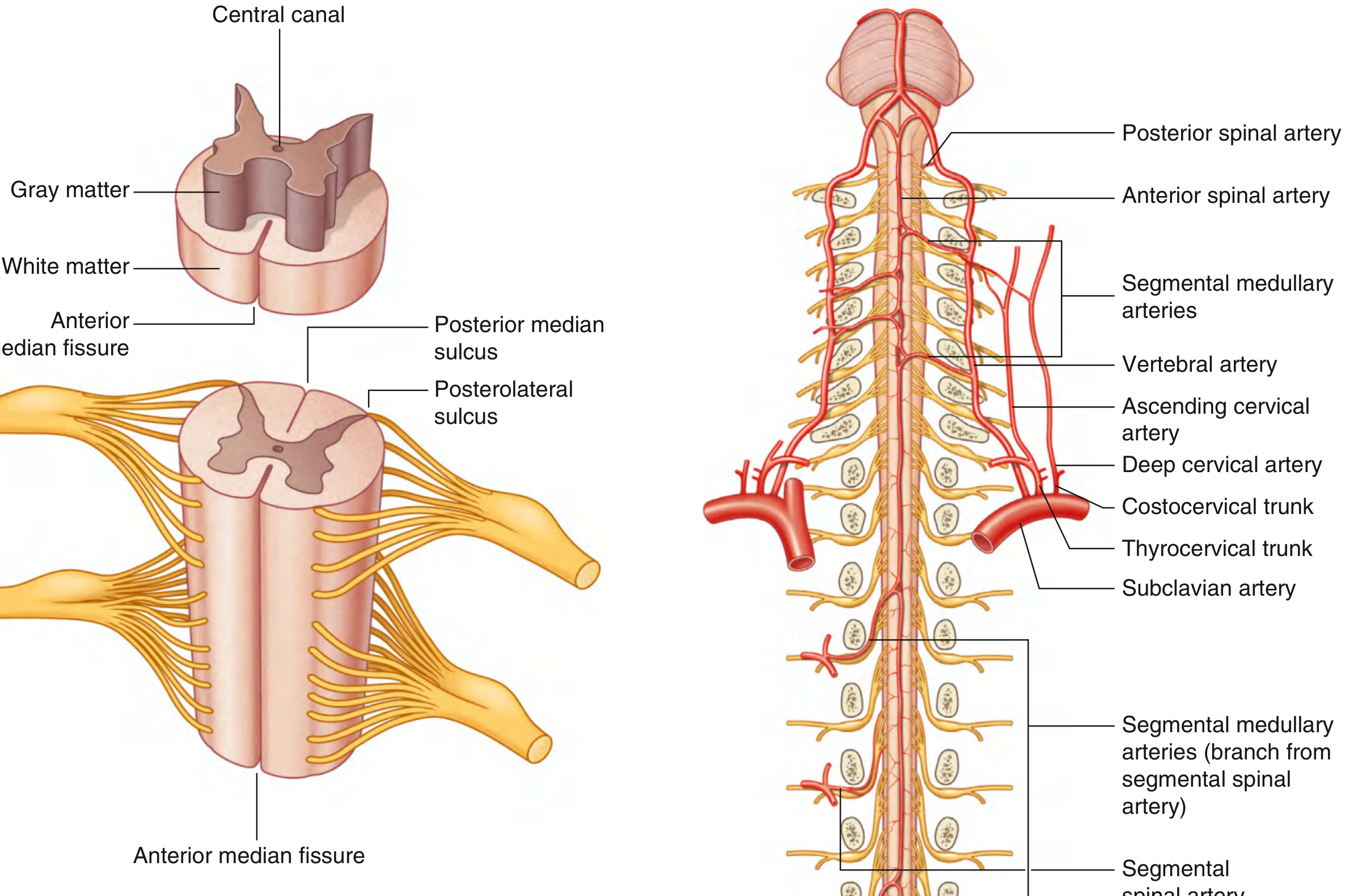 Spinal Cord Cross-Section - Gray & White Matter, Blood Supply
