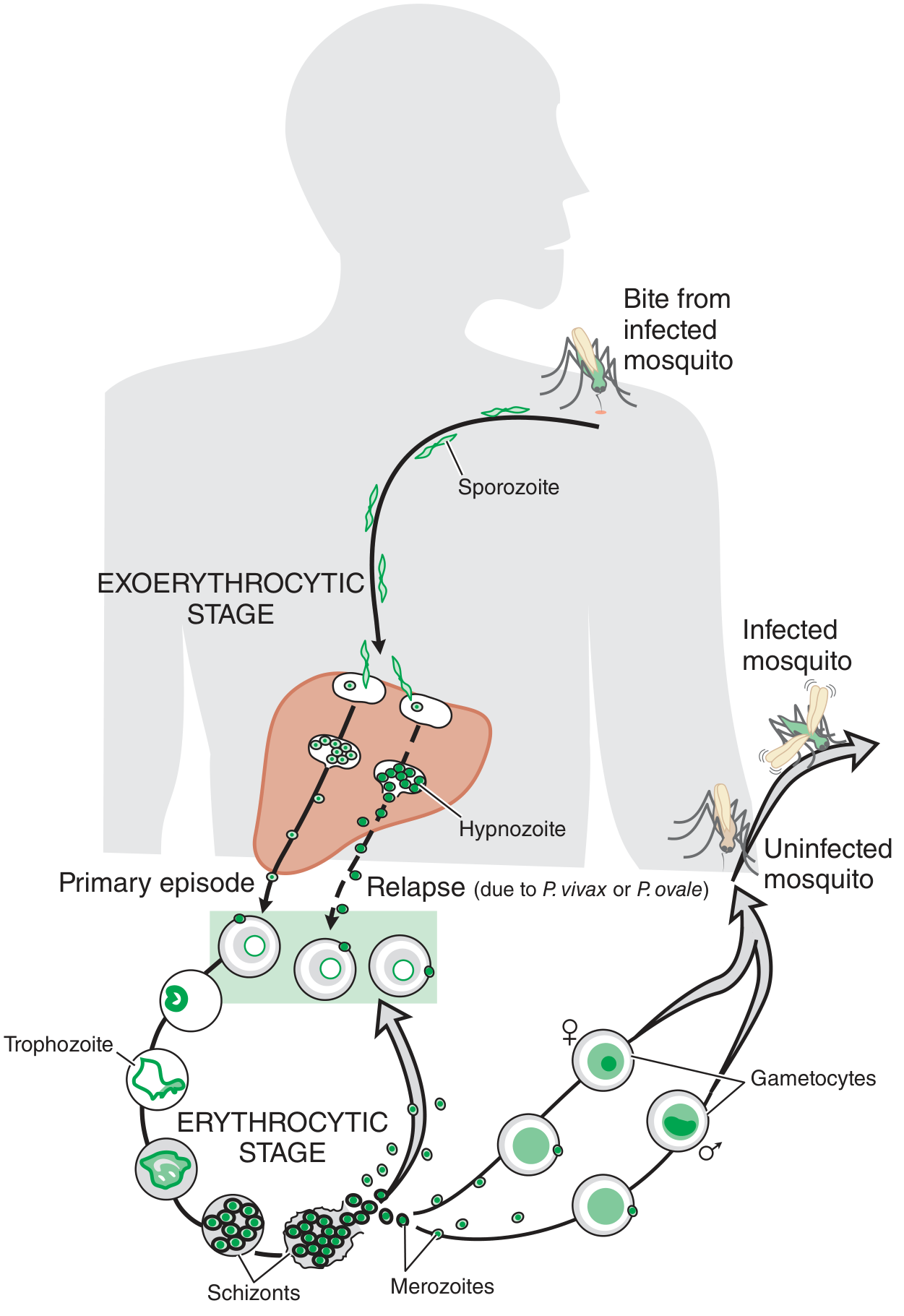 Life cycle of malaria parasites - Goodman & Gilman