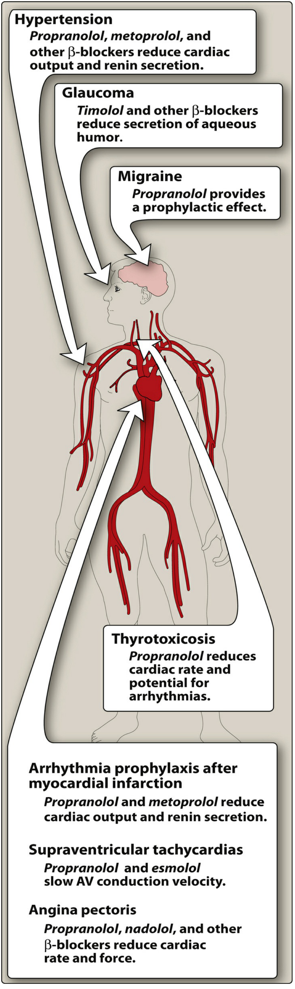 Clinical applications of beta blockers including hypertension, angina, arrhythmias, migraine, glaucoma, and thyrotoxicosis