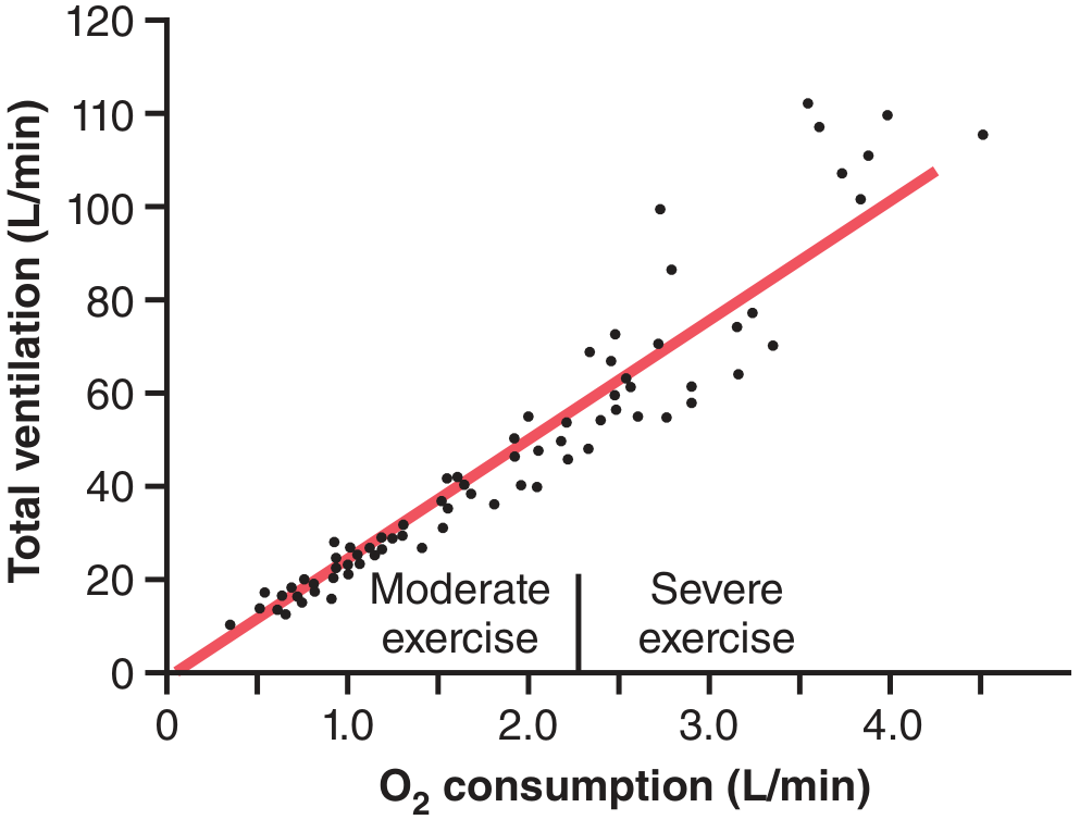 Effect of moderate and severe exercise on O₂ consumption and ventilatory rate (Guyton & Hall)